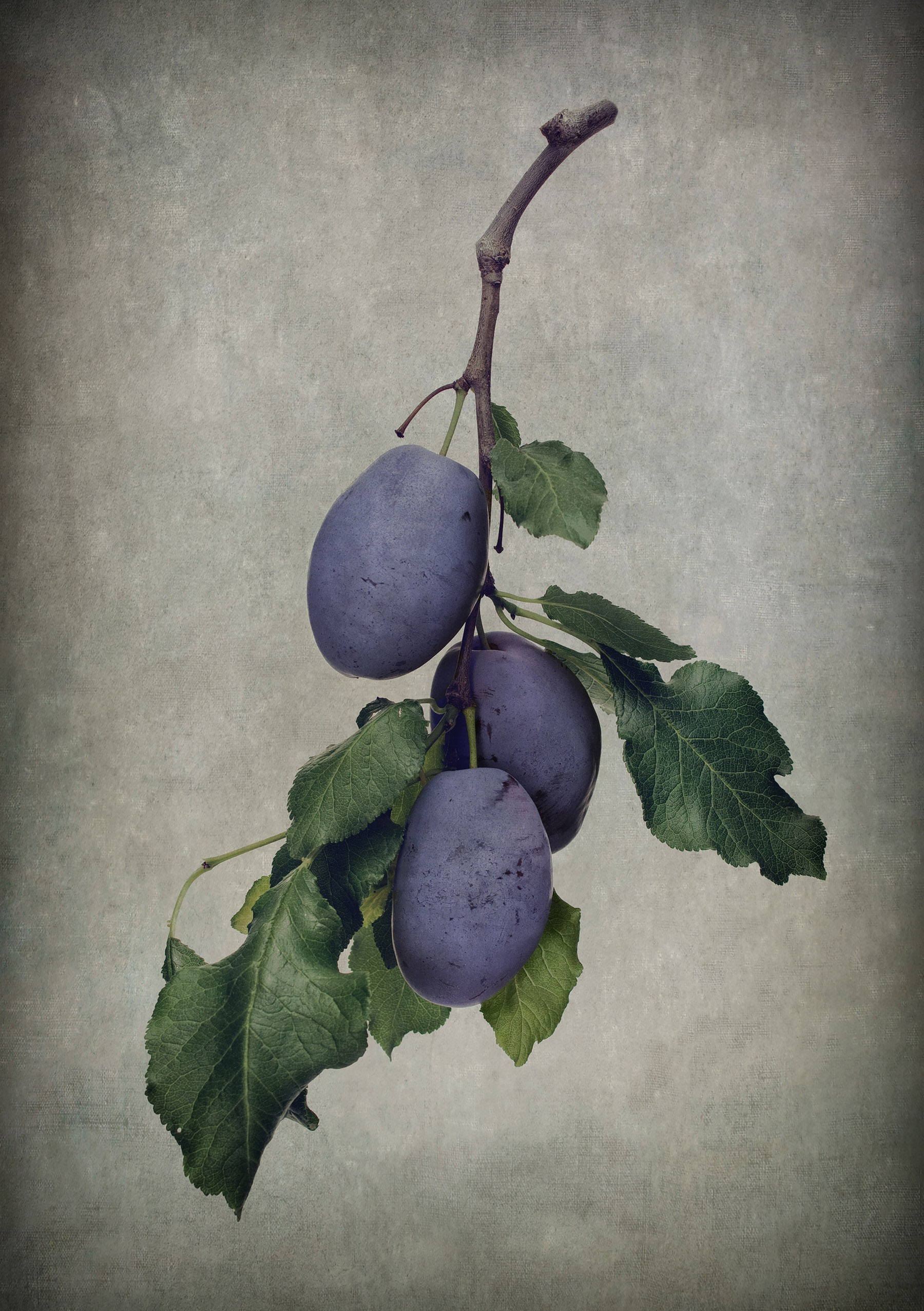 Antique Botanical Studies 003