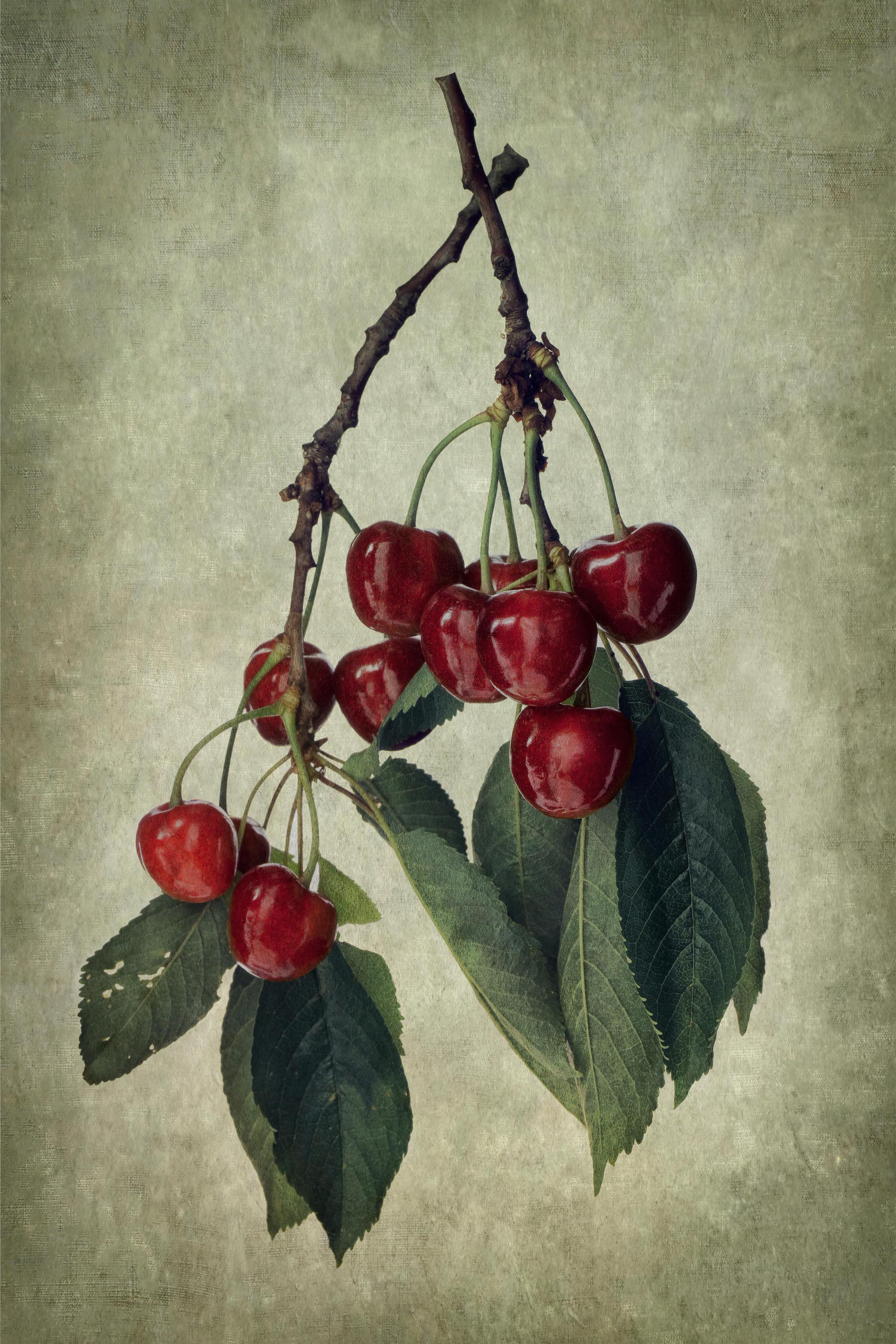 Antique Botanical Studies 004