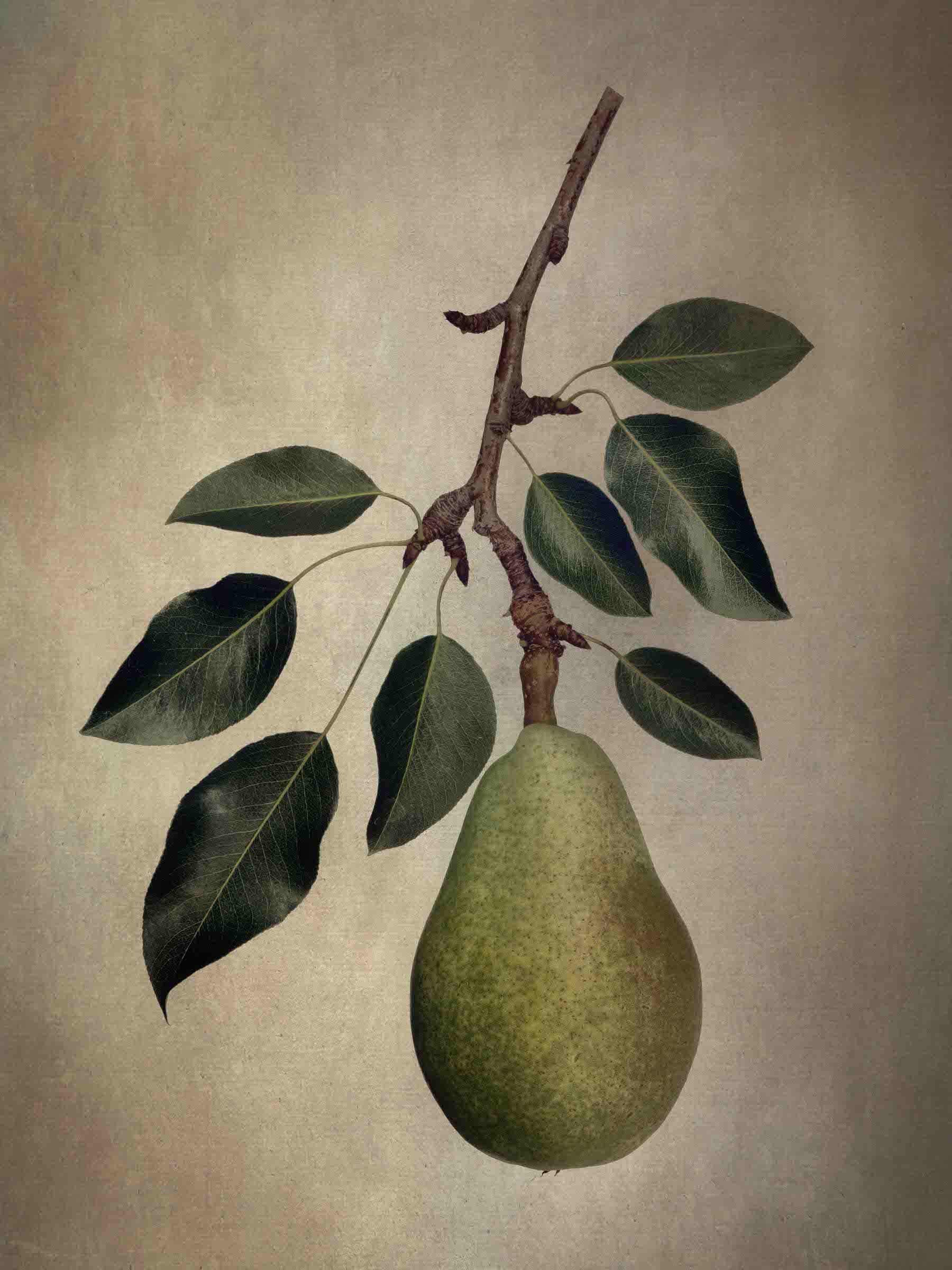 Antique Botanical Studies 005