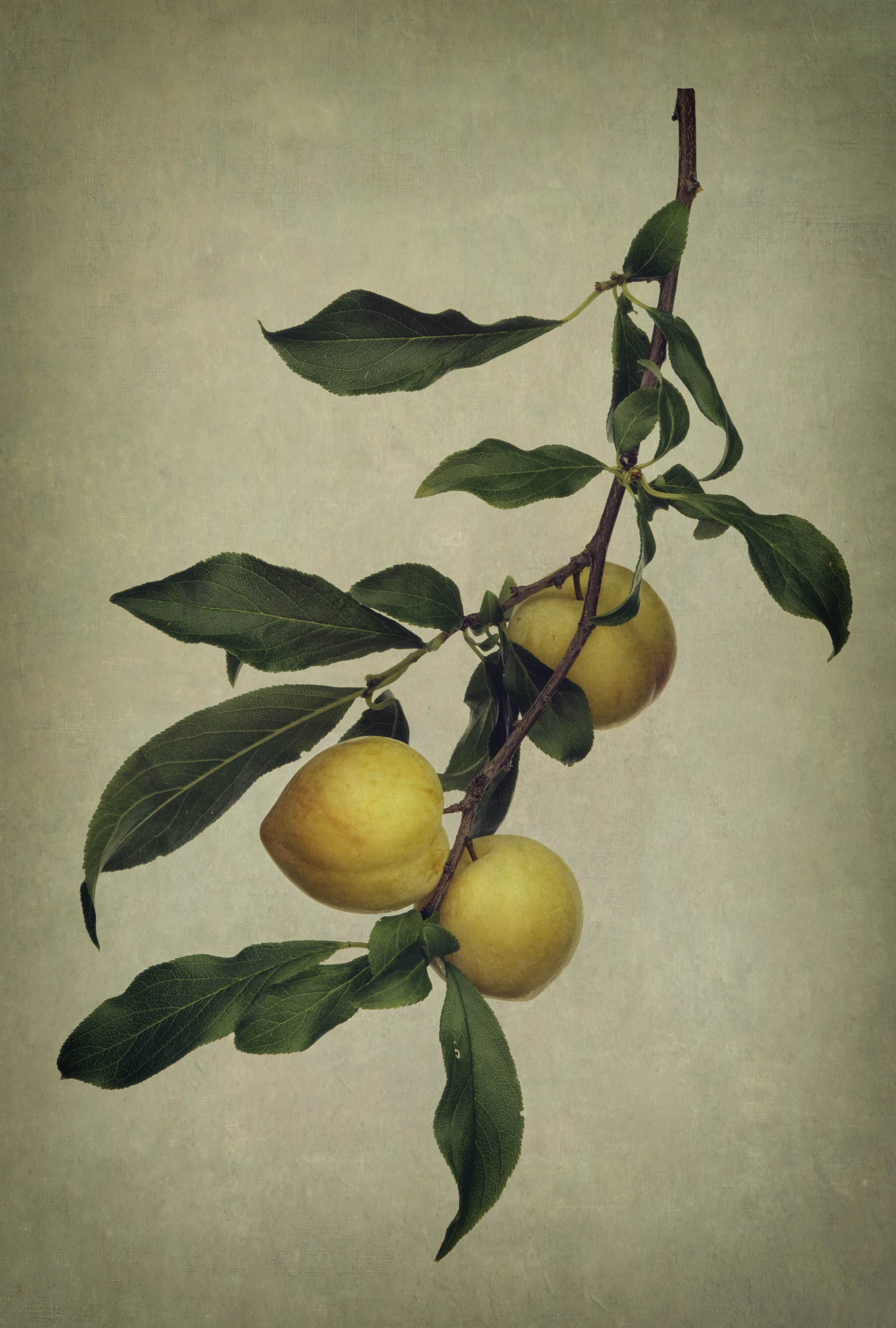Antique Botanical Studies 006