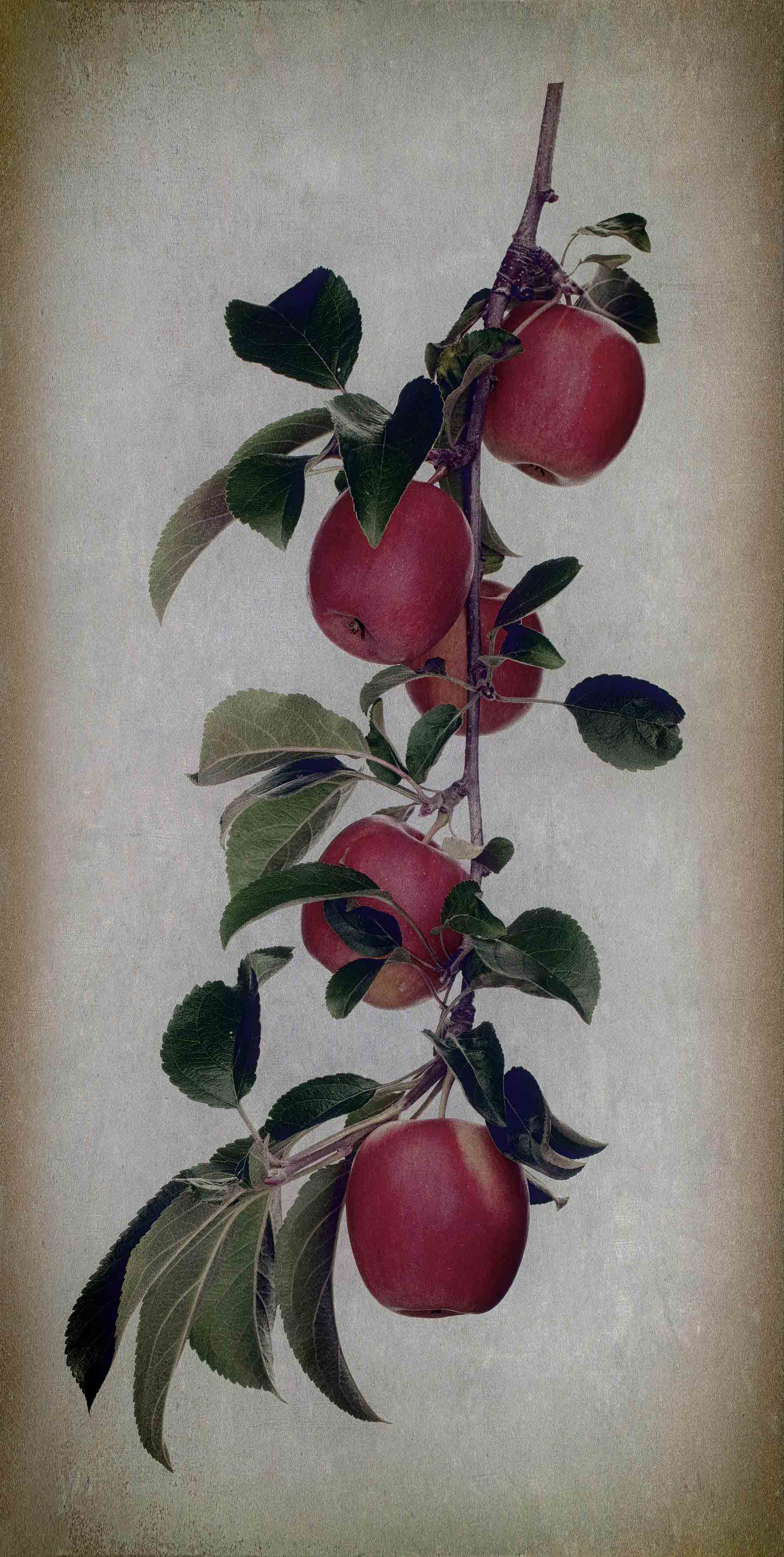 Antique Botanical Studies 007