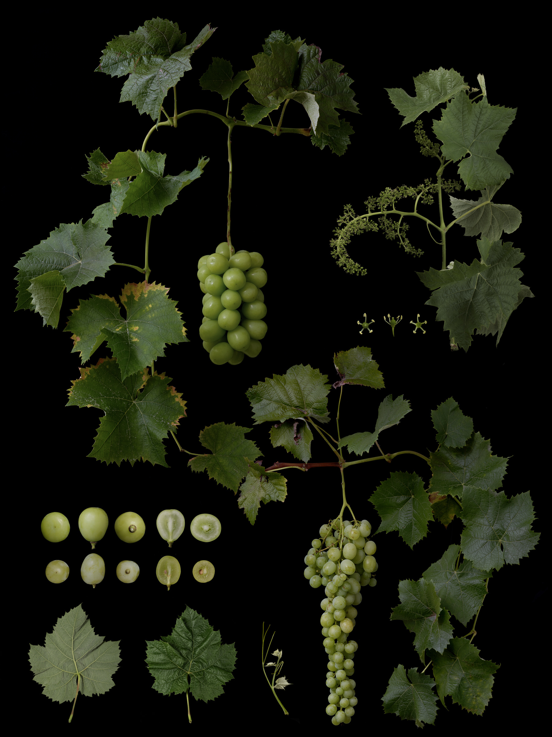 Black Ground Botanical Works 002