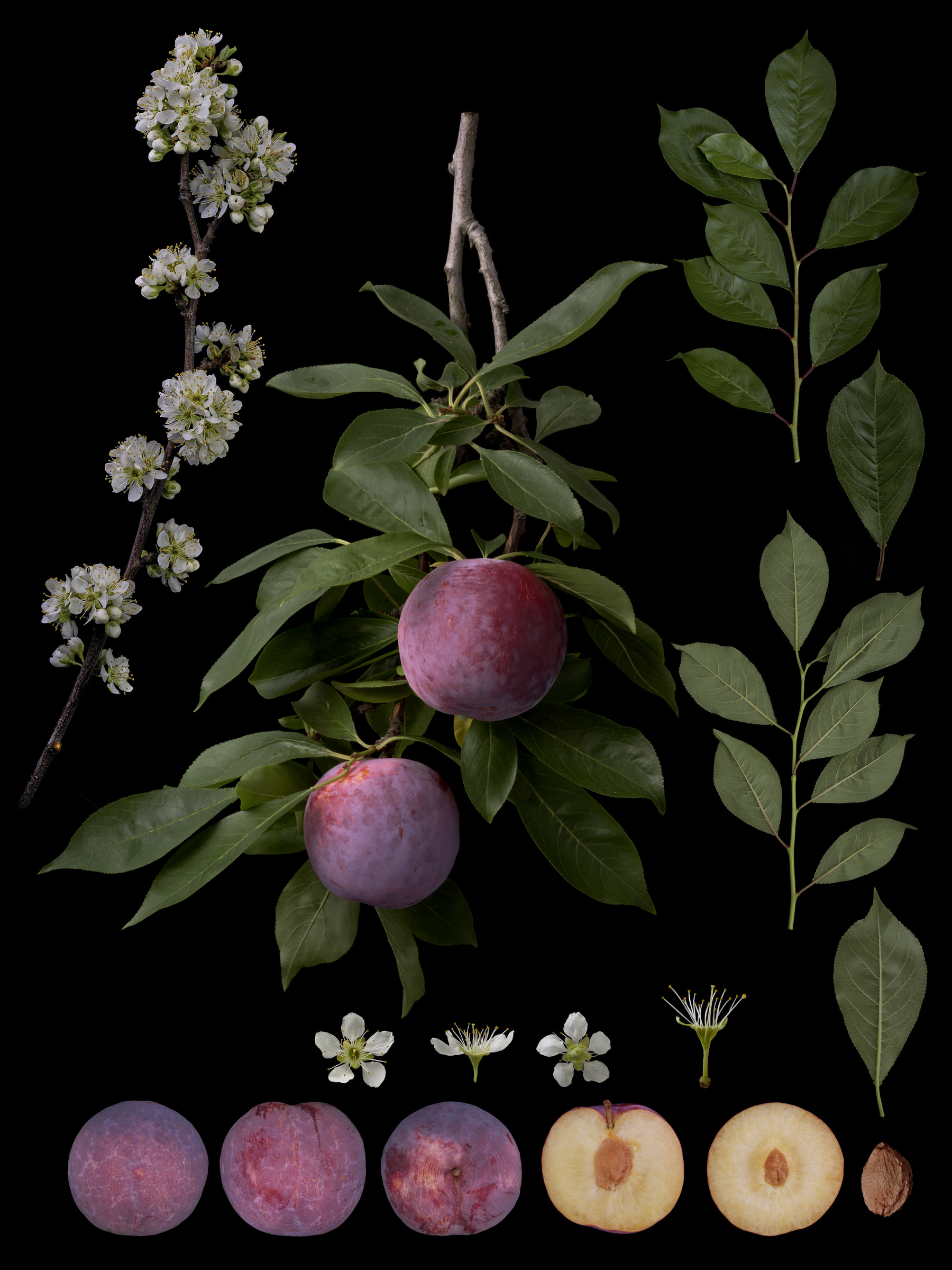 Black Ground Botanical Works 003