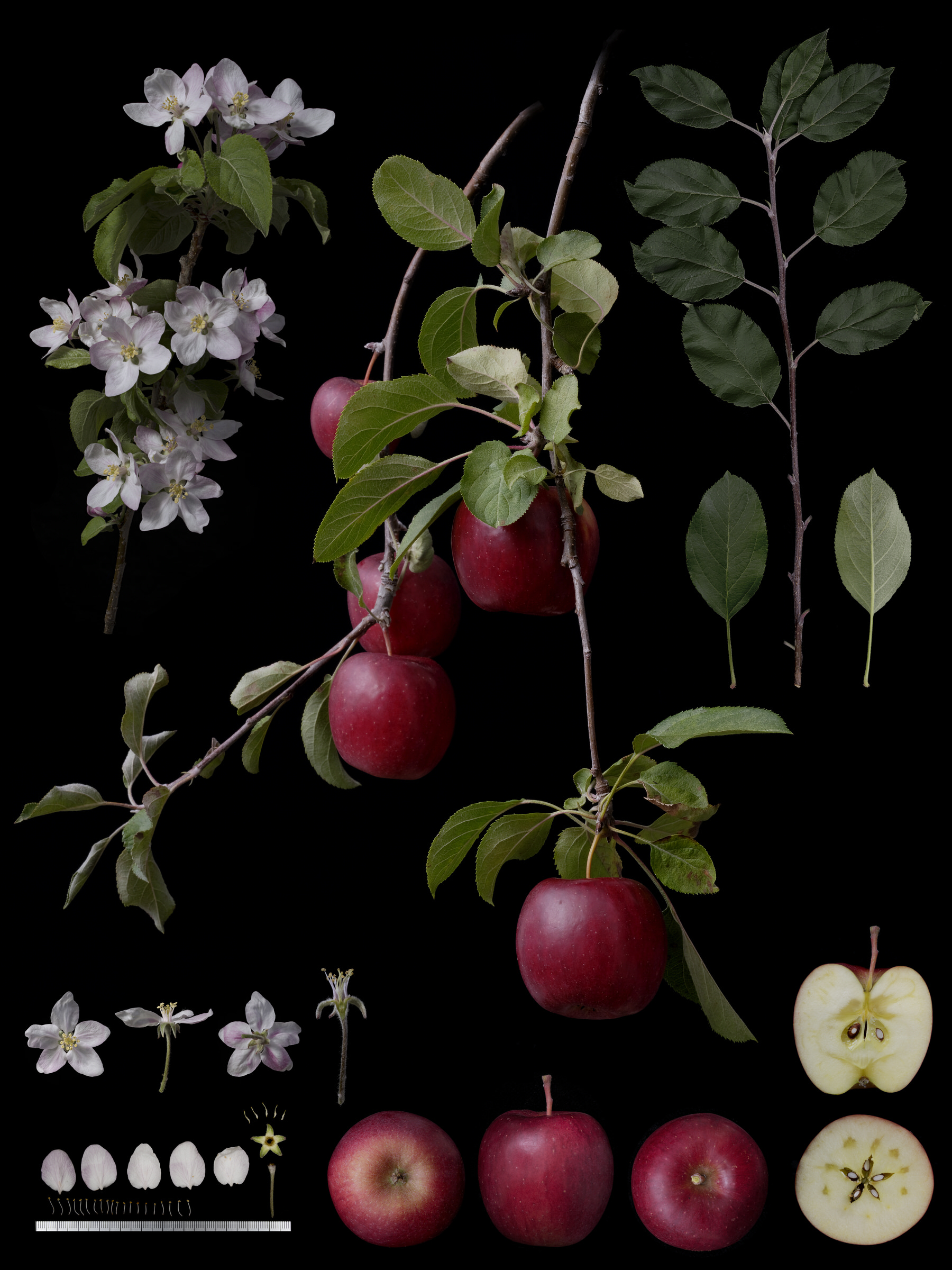 Black Ground Botanical Works 004