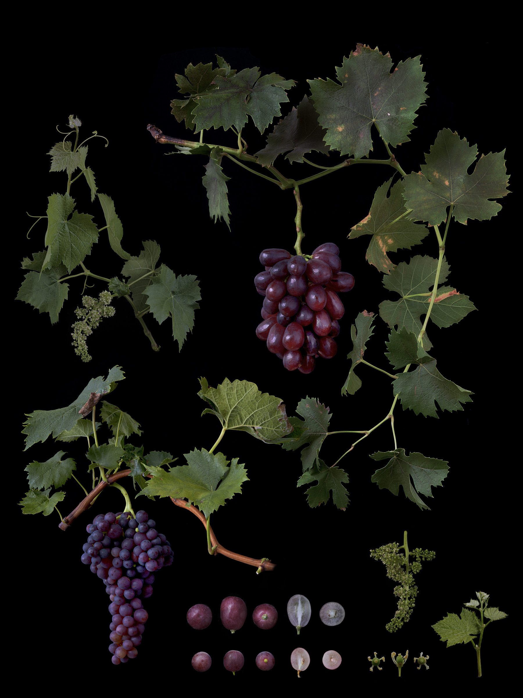 Black Ground Botanical Works 005