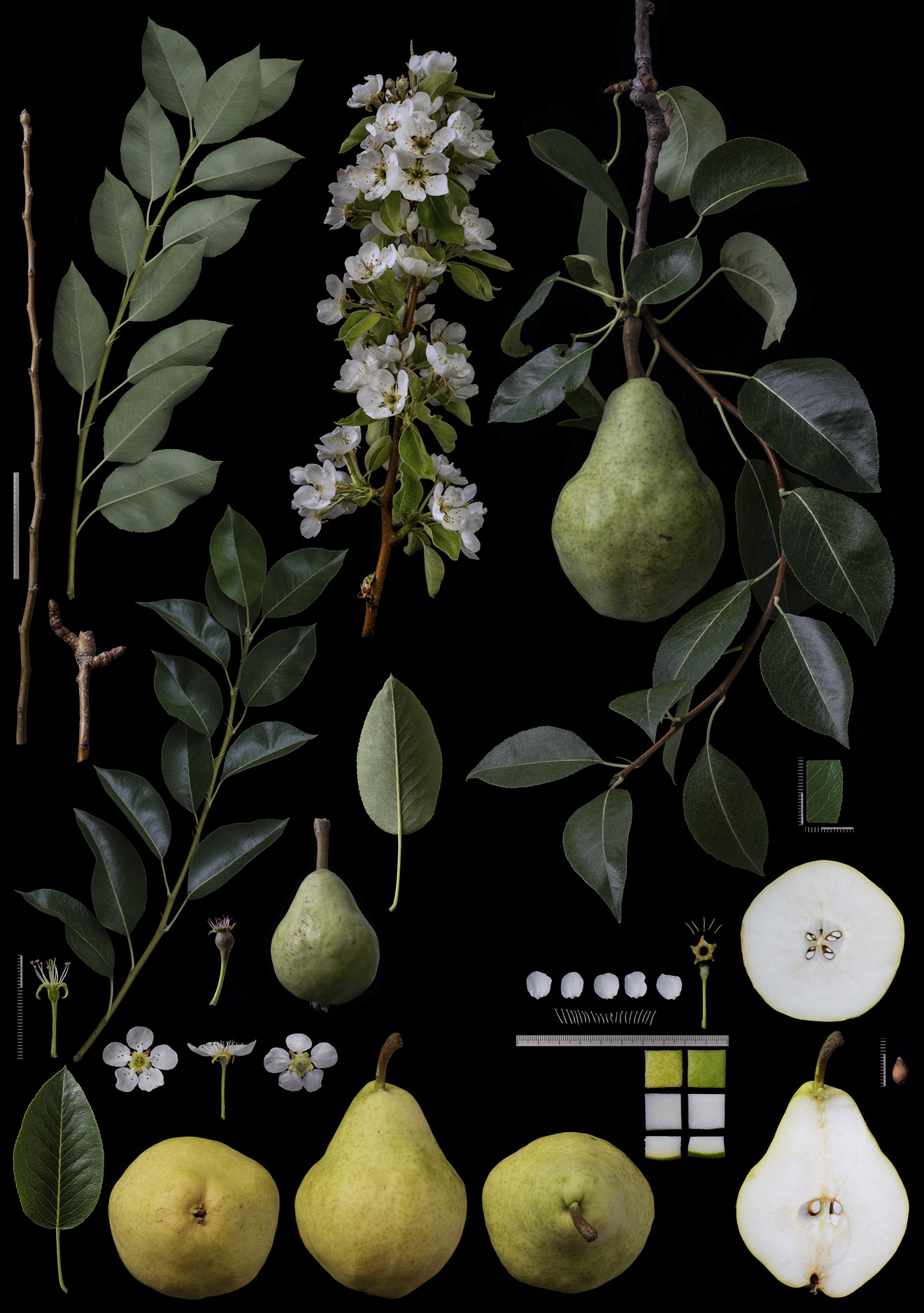 Black Ground Botanical Works 006
