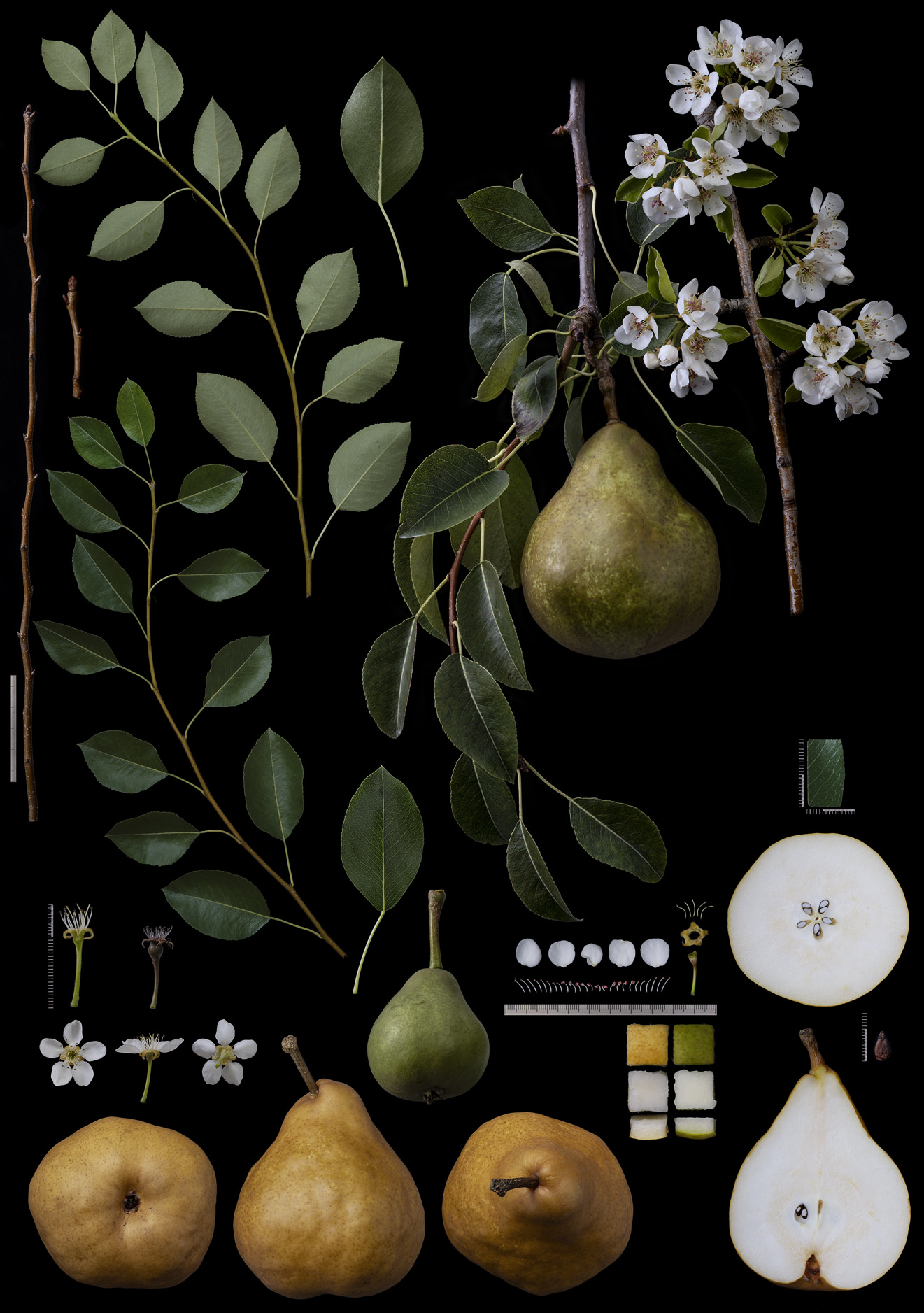 Black Ground Botanical Works 007