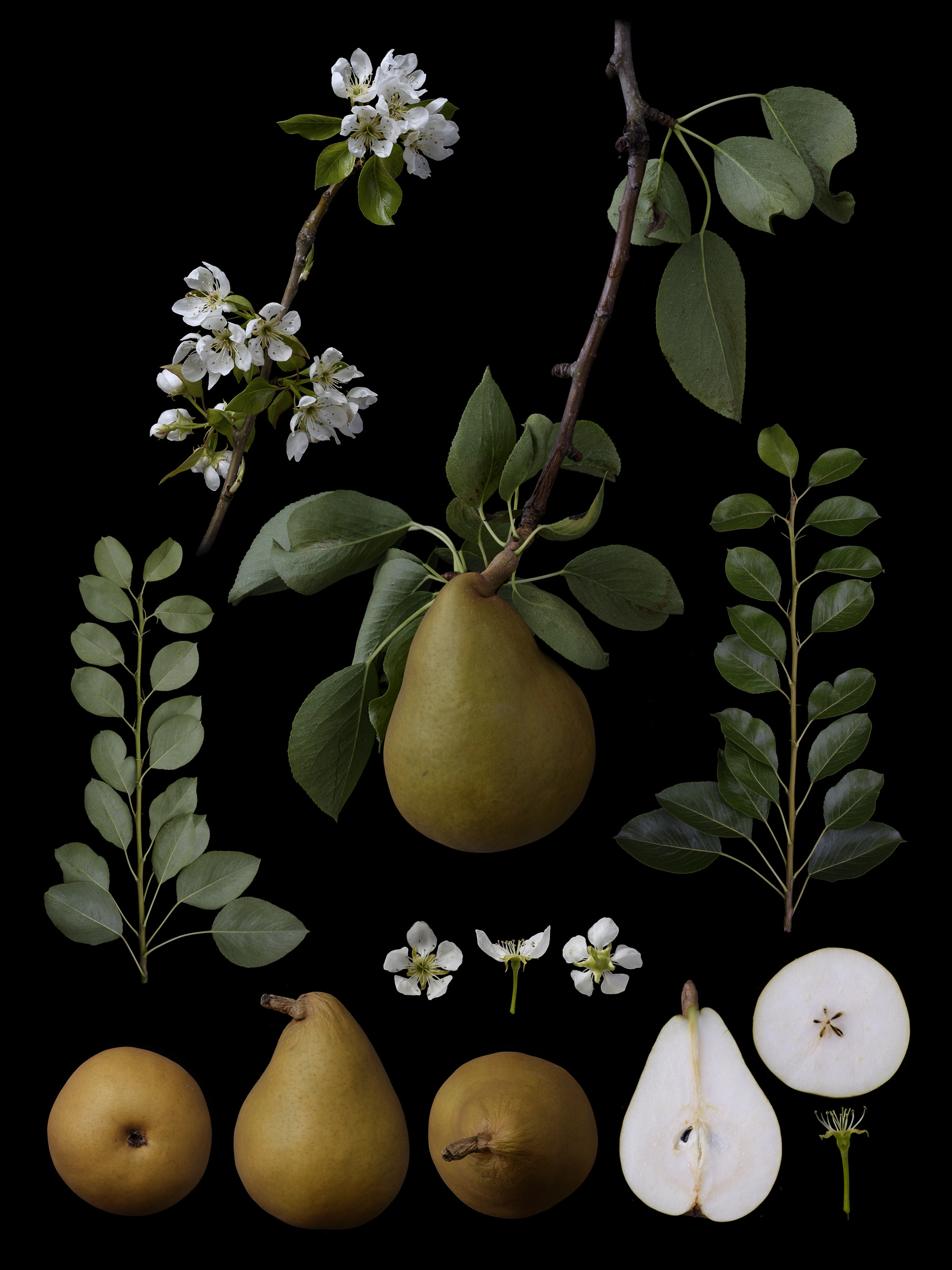 Black Ground Botanical Works 008