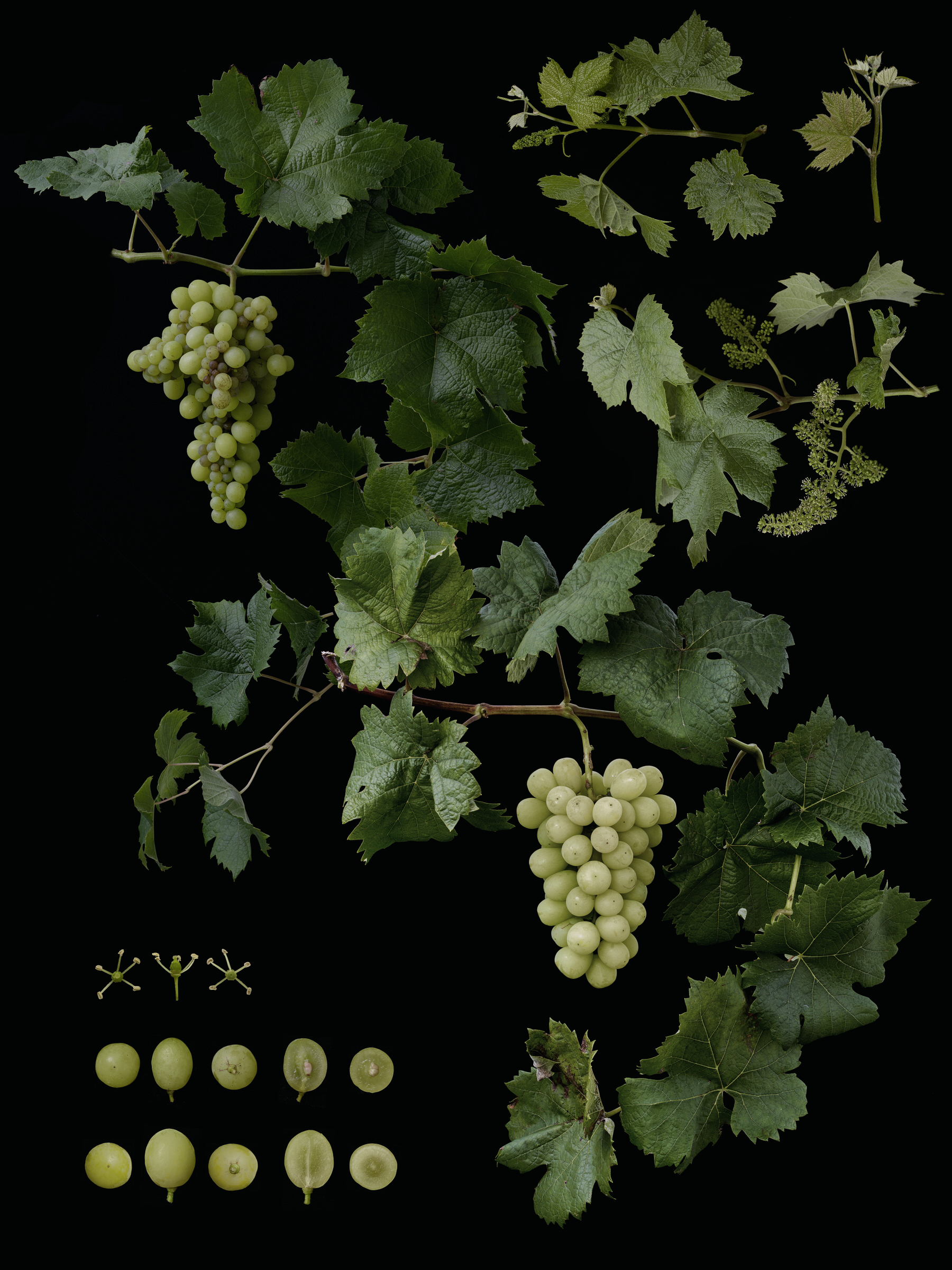 Black Ground Botanical Works 009