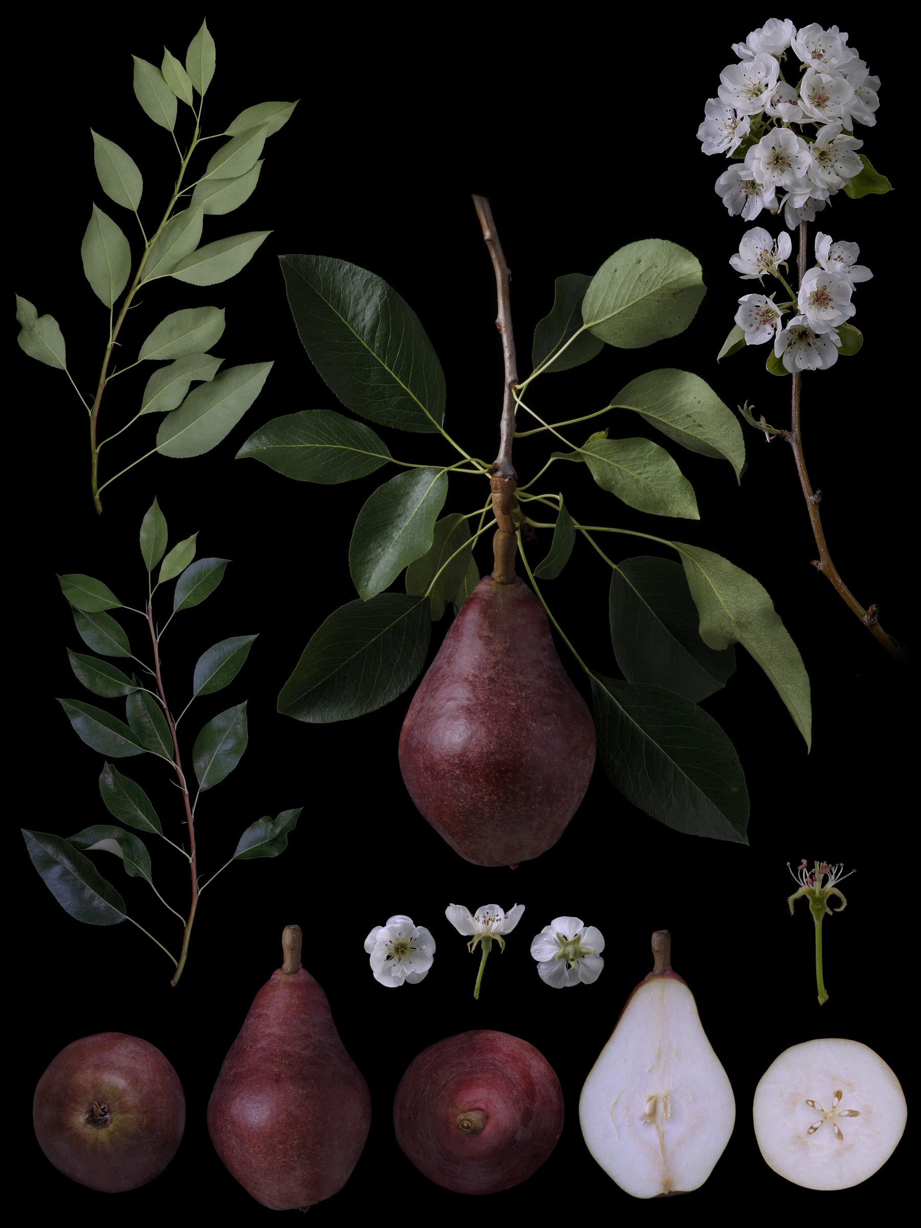 Black Ground Botanical Works 010