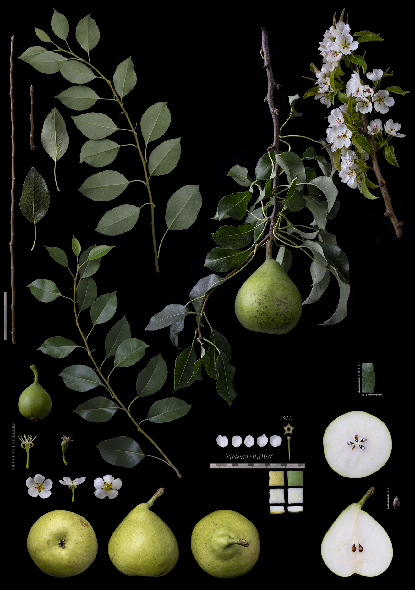 Black Ground Botanical Works 011