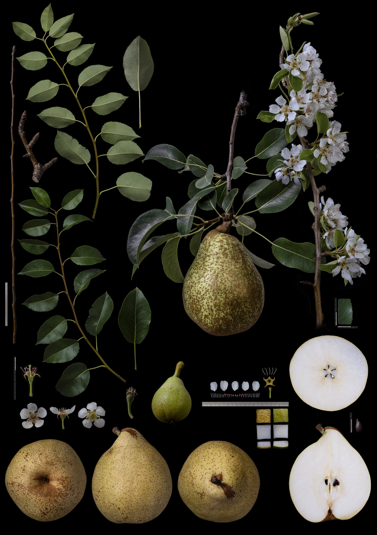 Black Ground Botanical Works 012