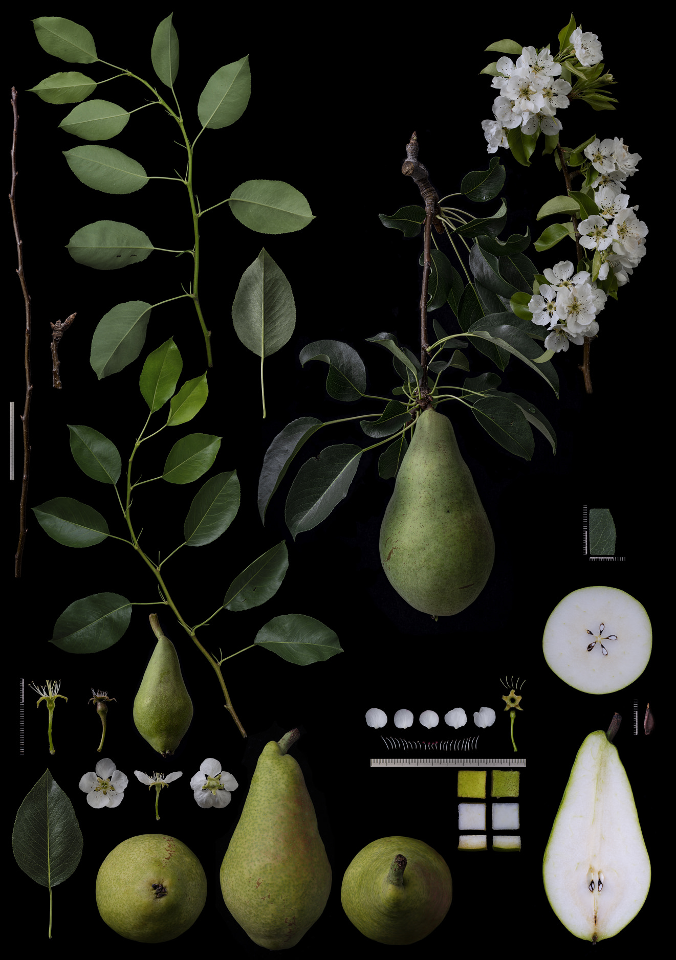 Black Ground Botanical Works 013