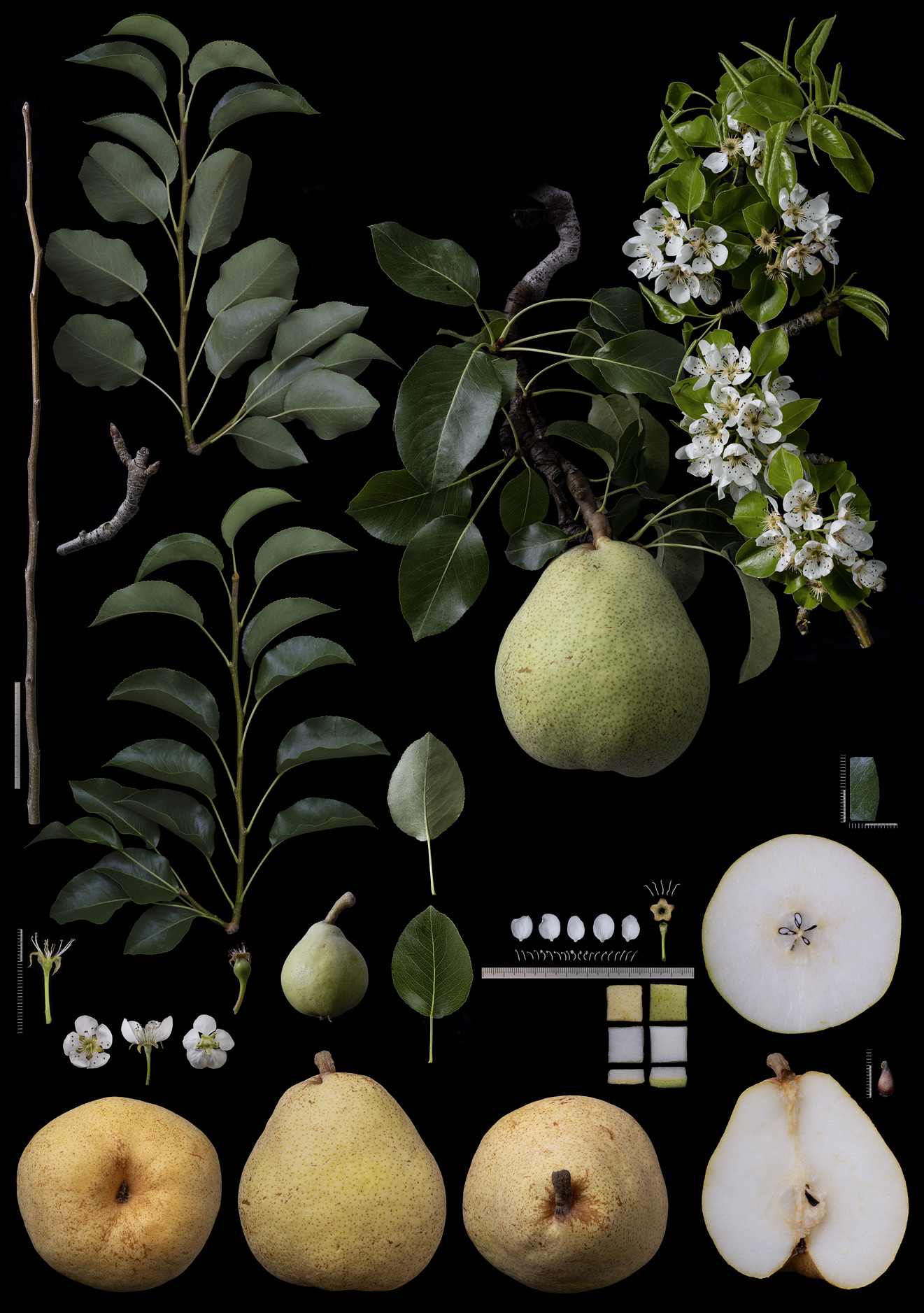 Black Ground Botanical Works 014