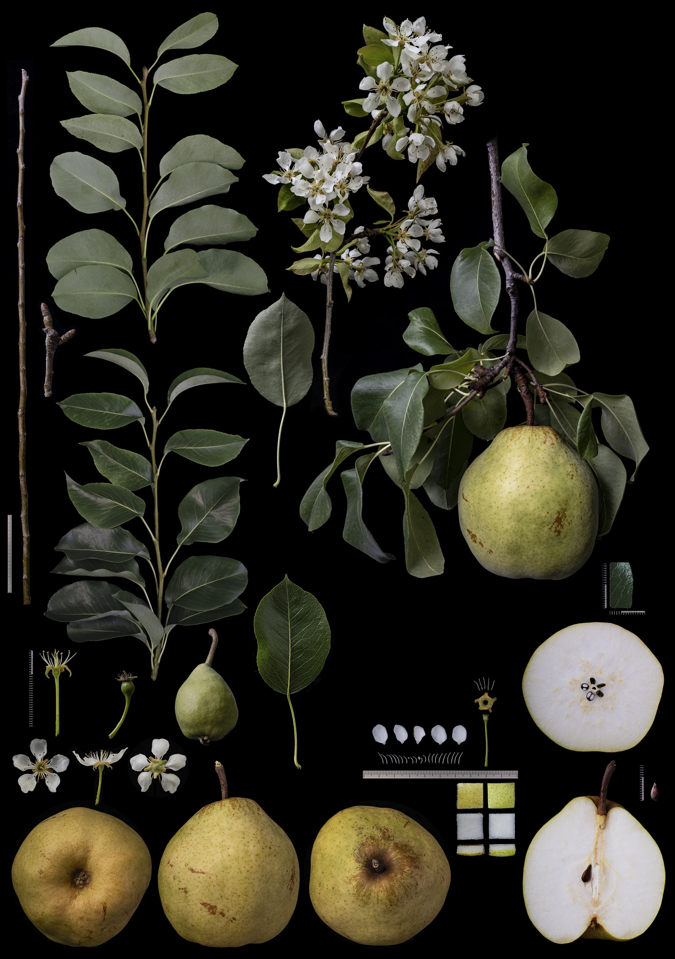 Black Ground Botanical Works 015