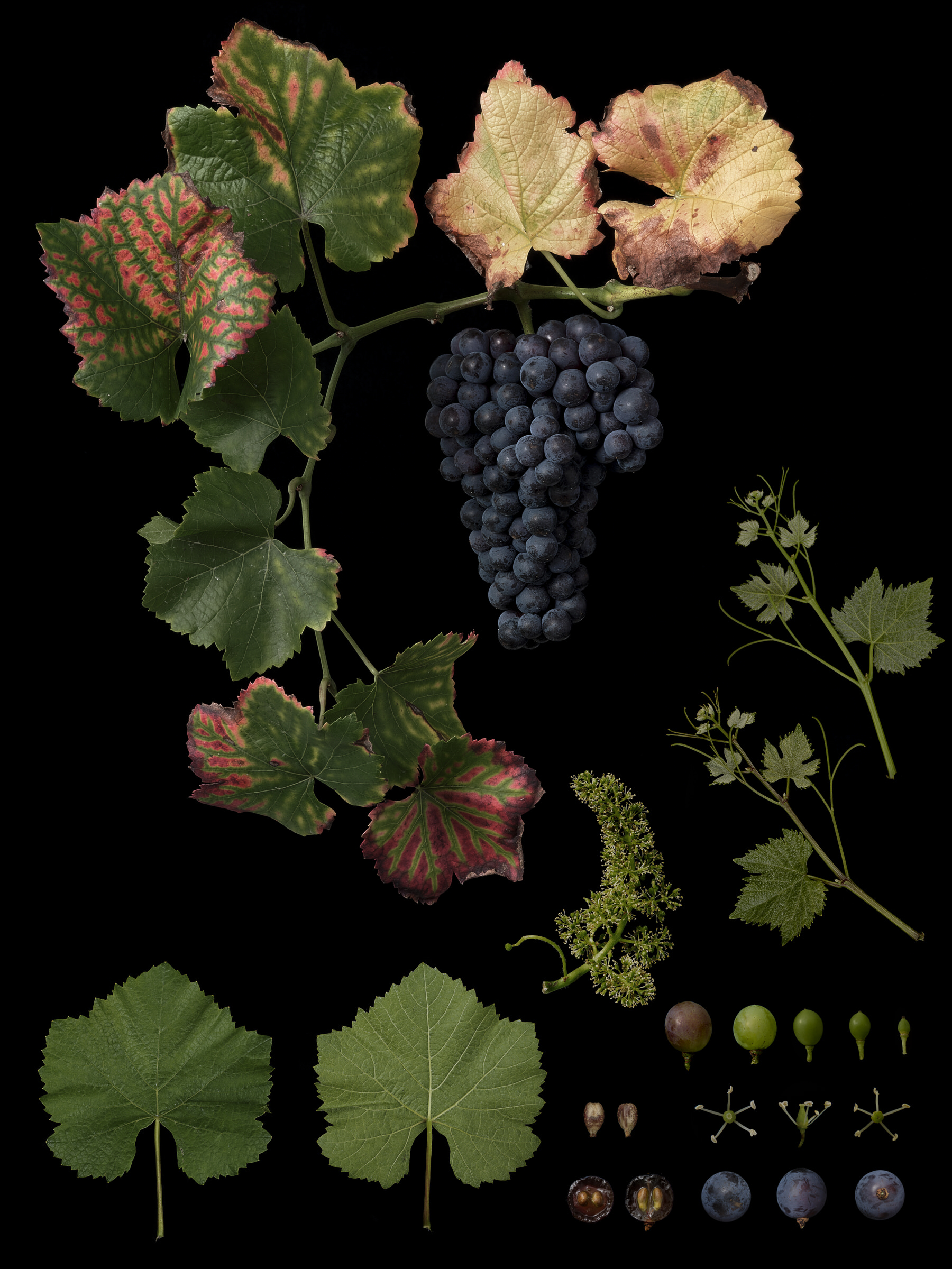Black Ground Botanical Works 016