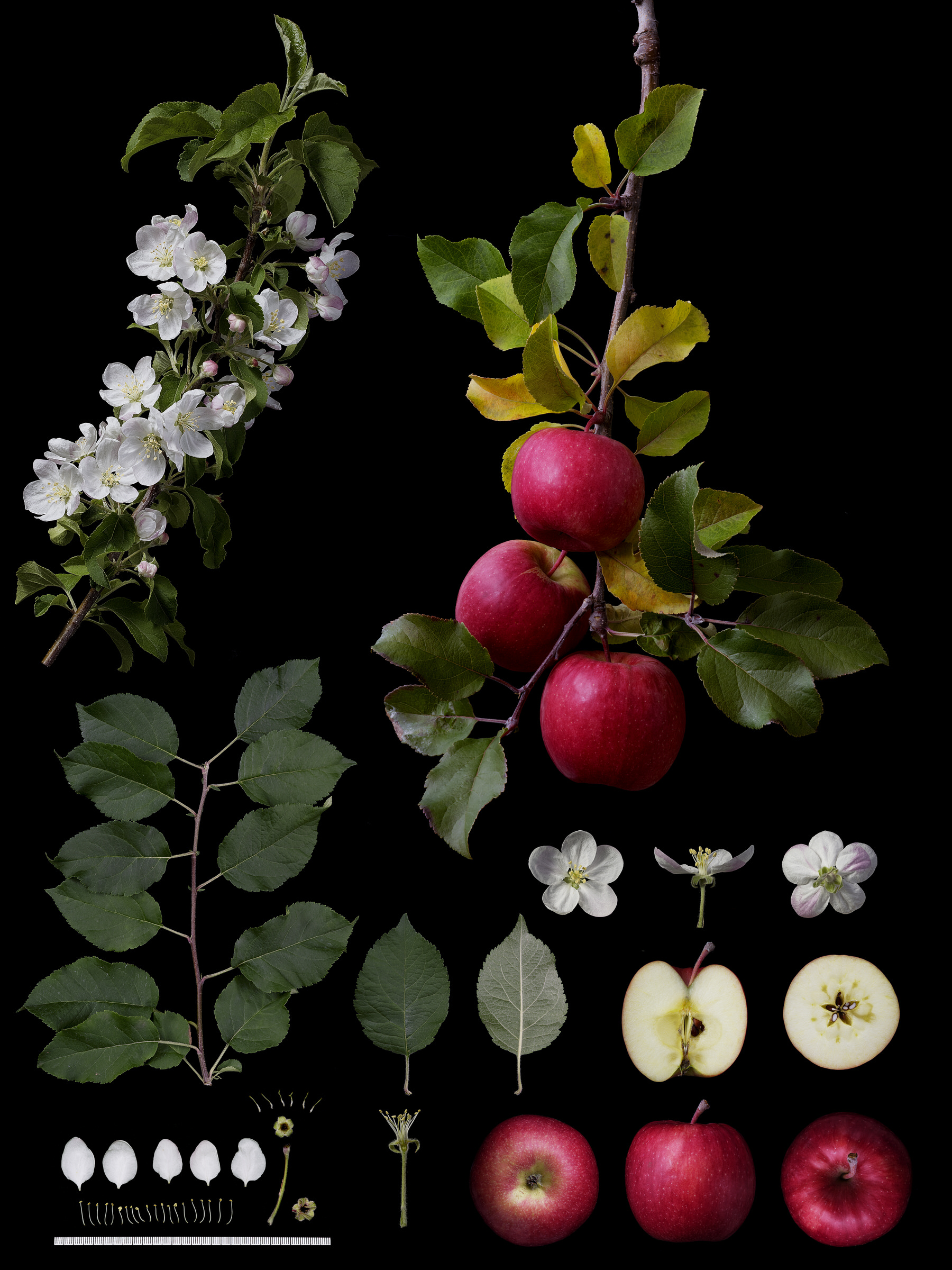 Black Ground Botanical Works 017