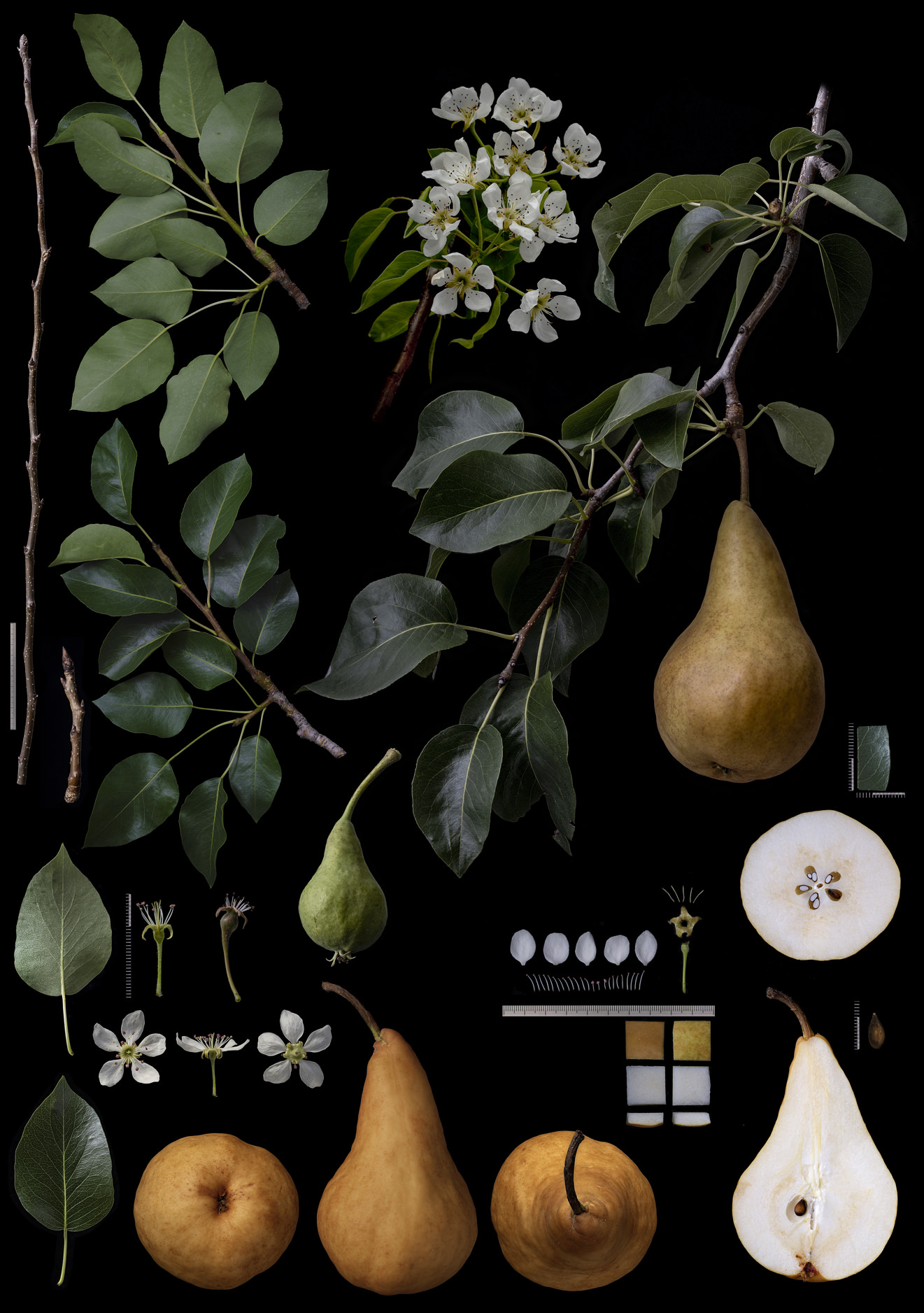 Black Ground Botanical Works 018