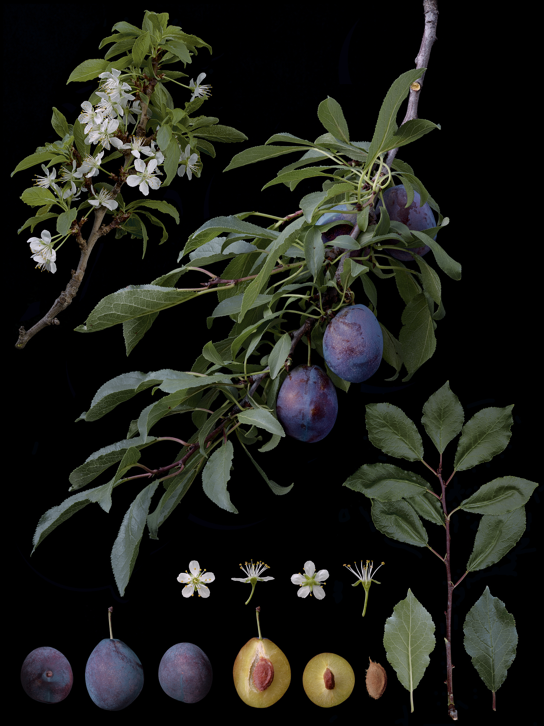 Black Ground Botanical Works 019