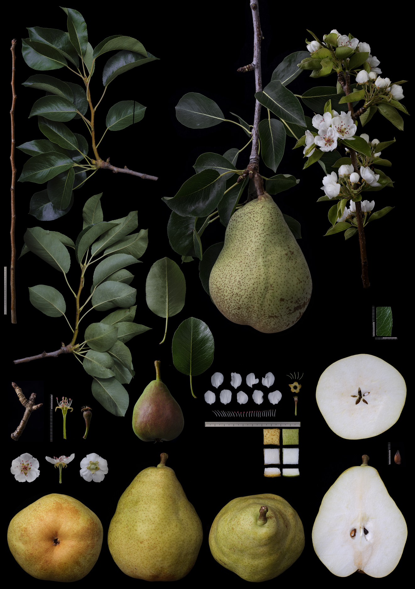 Black Ground Botanical Works 020