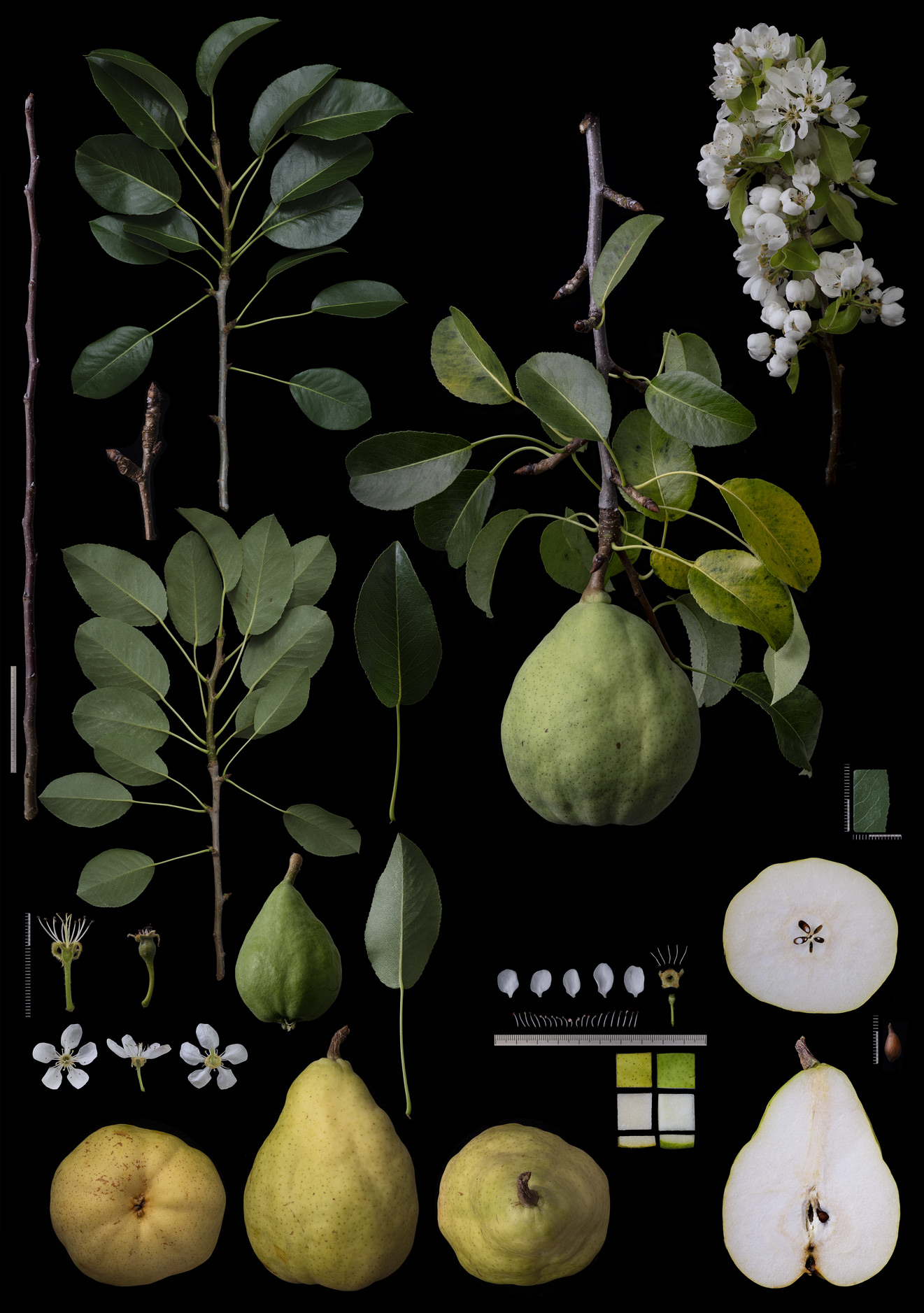 Black Ground Botanical Works 021