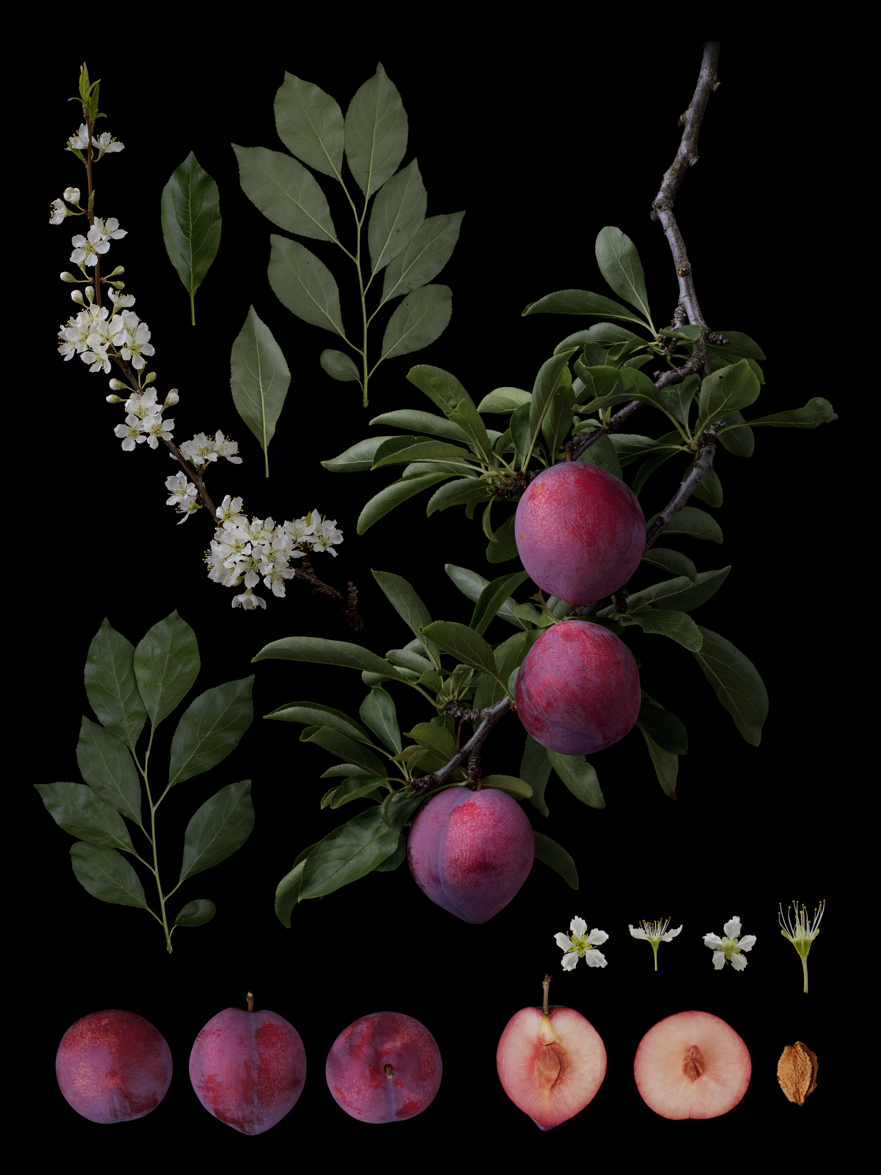 Black Ground Botanical Works 022
