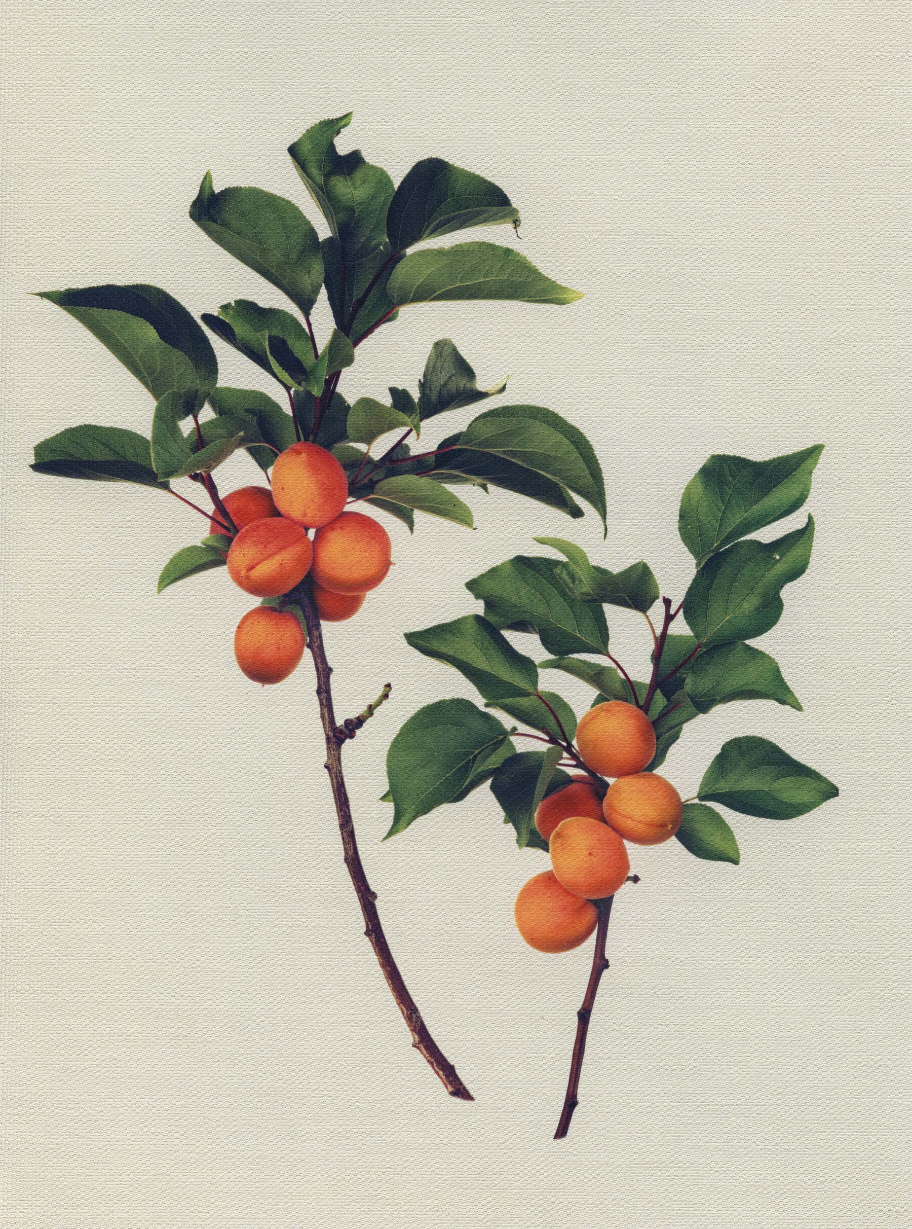 Canvas Botanical Studies 002