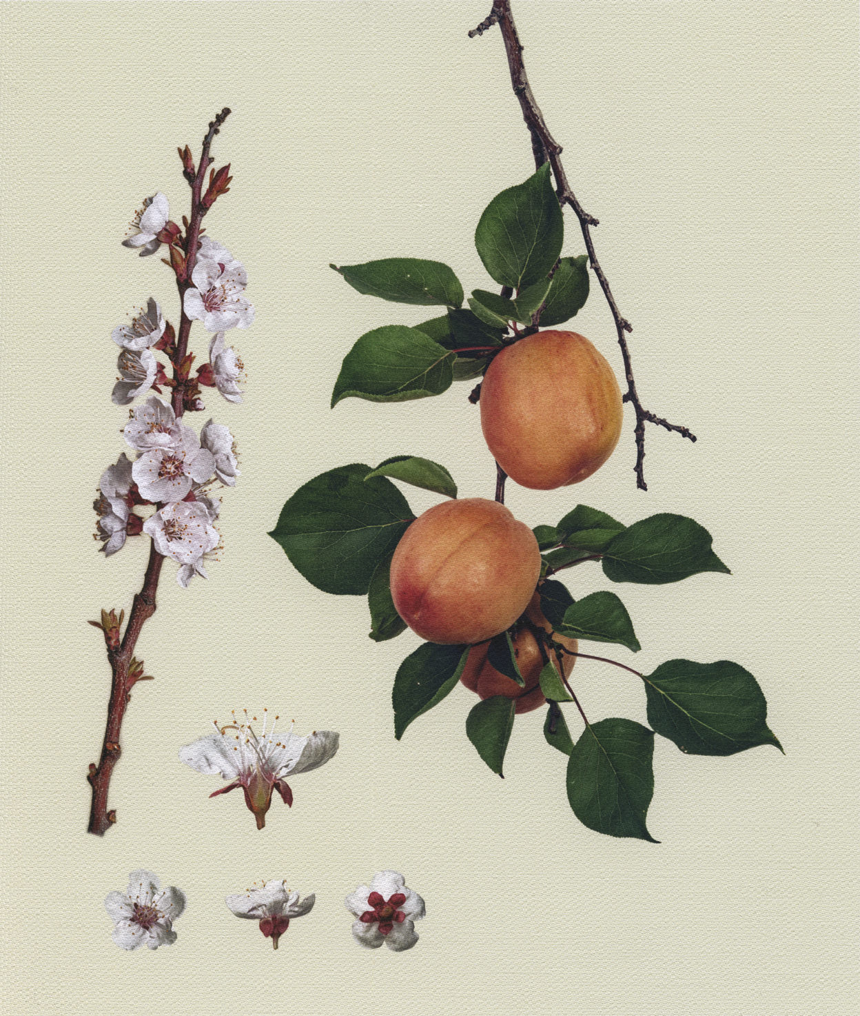 Canvas Botanical Studies 003