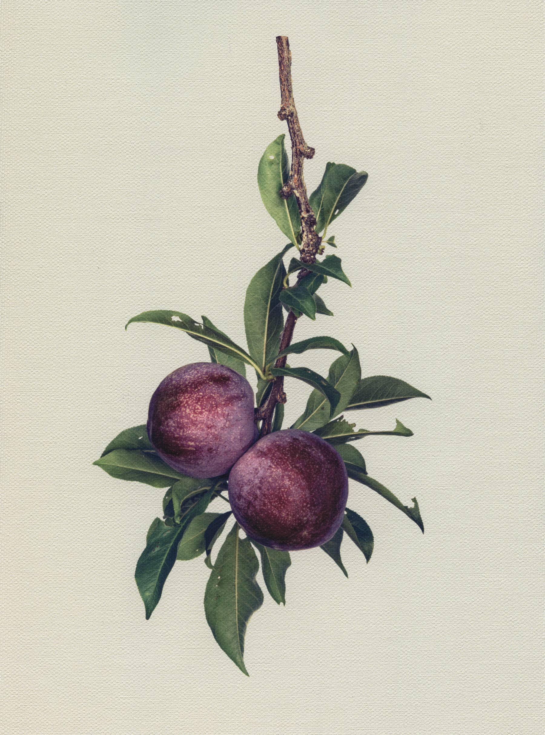 Canvas Botanical Studies 004