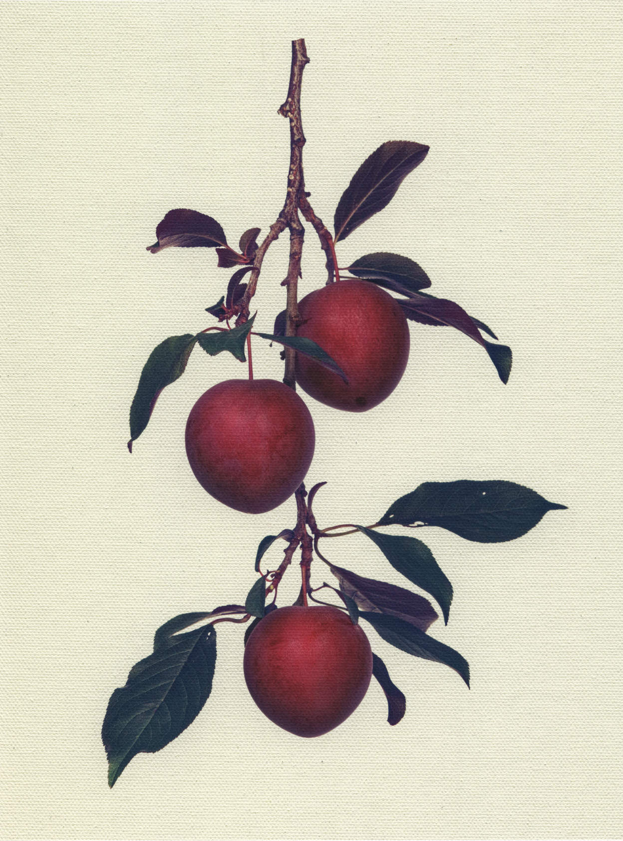 Canvas Botanical Studies 005