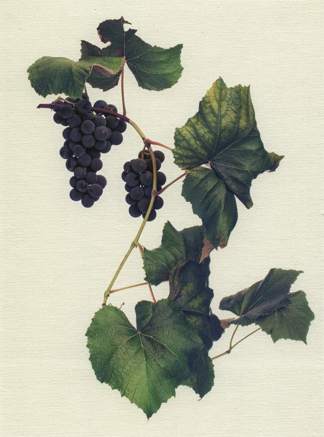 Canvas Botanical Studies 006
