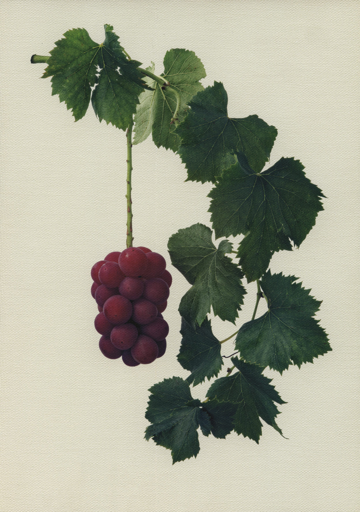 Canvas Botanical Studies 007