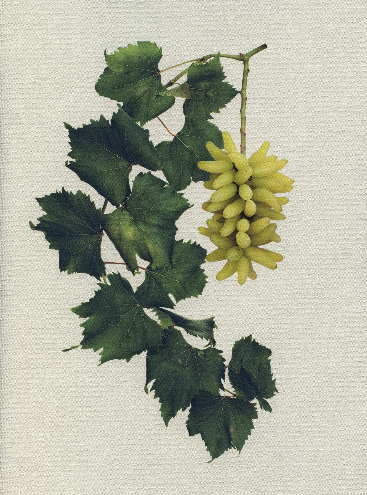 Canvas Botanical Studies 008