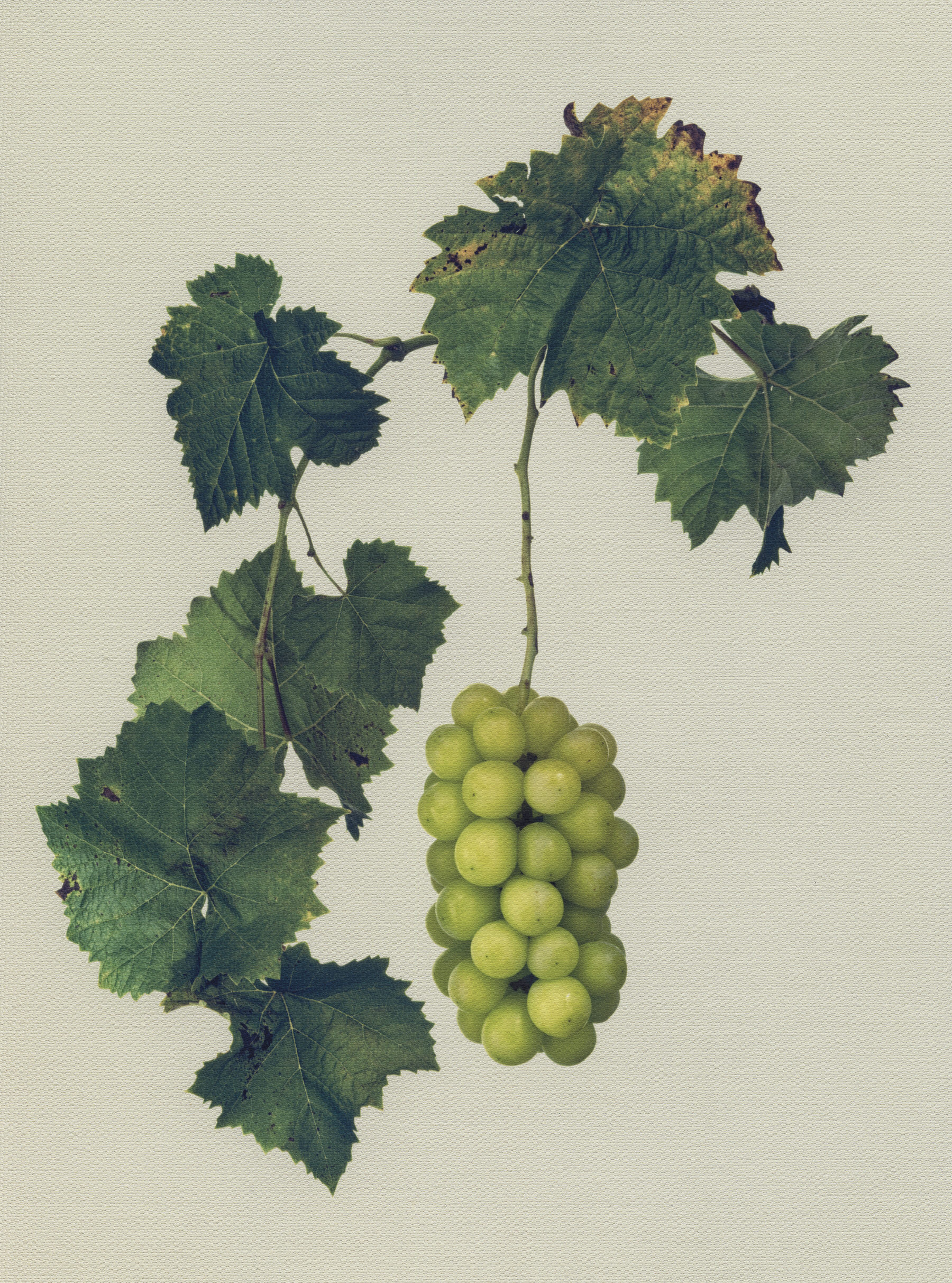 Canvas Botanical Studies 009