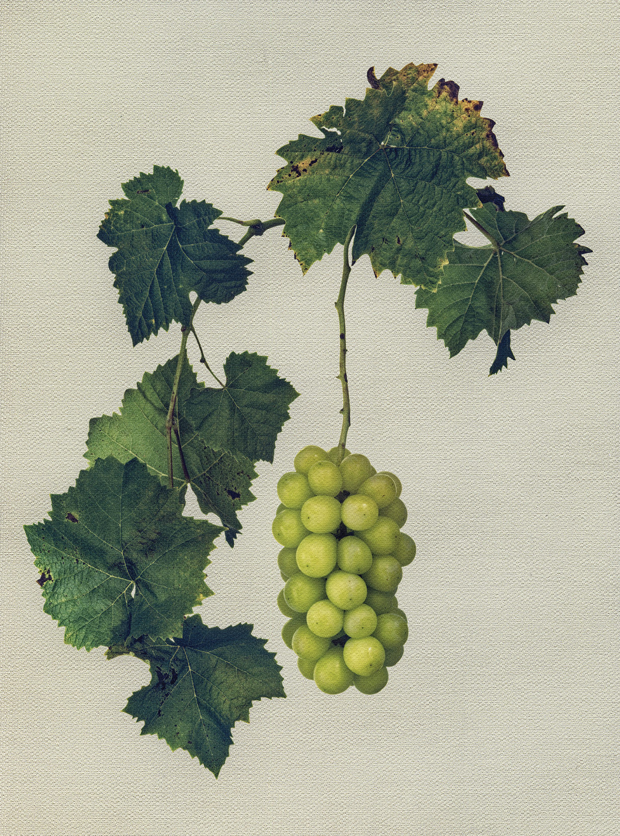 Canvas Botanical Studies 010