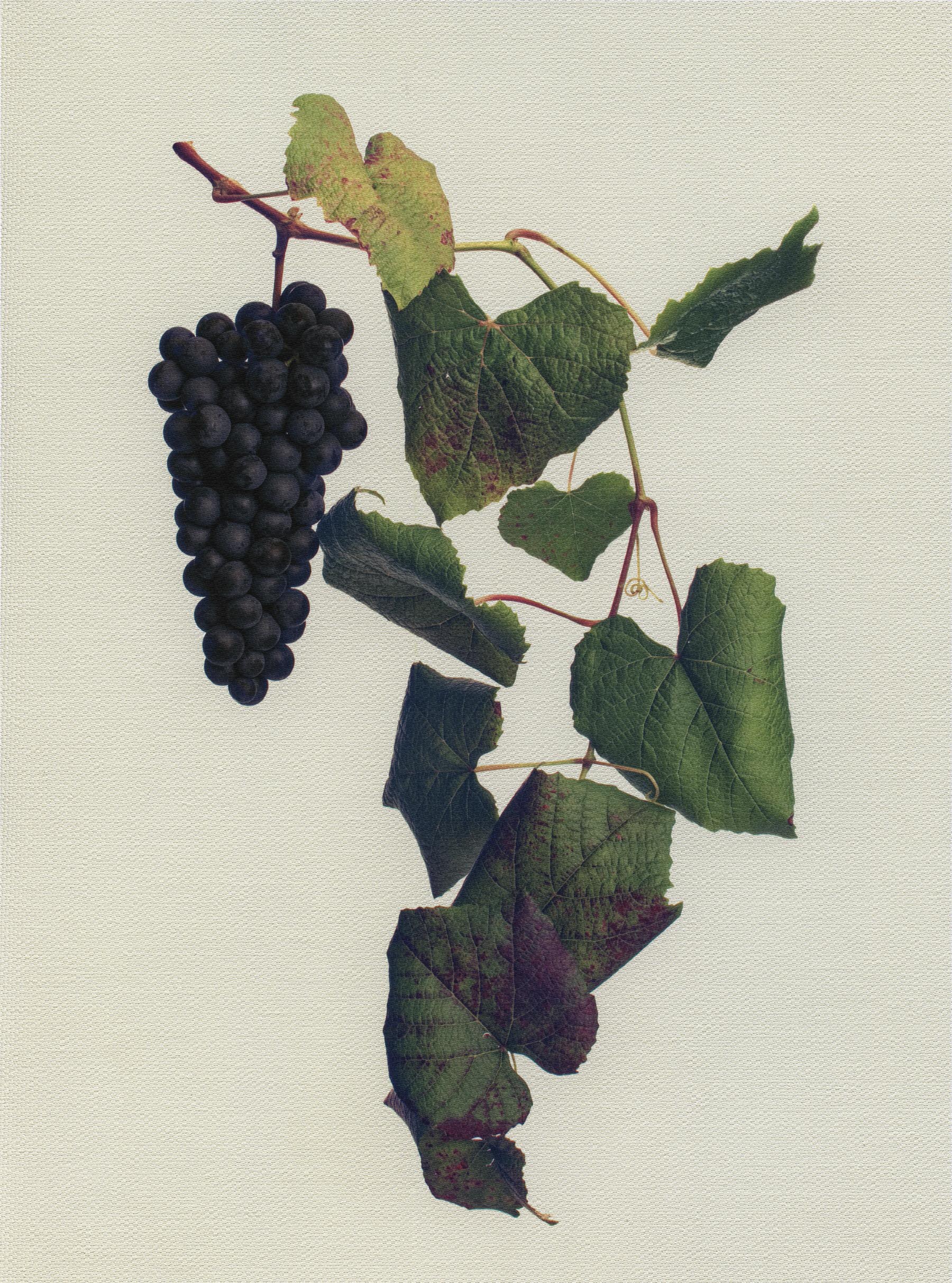 Canvas Botanical Studies 011
