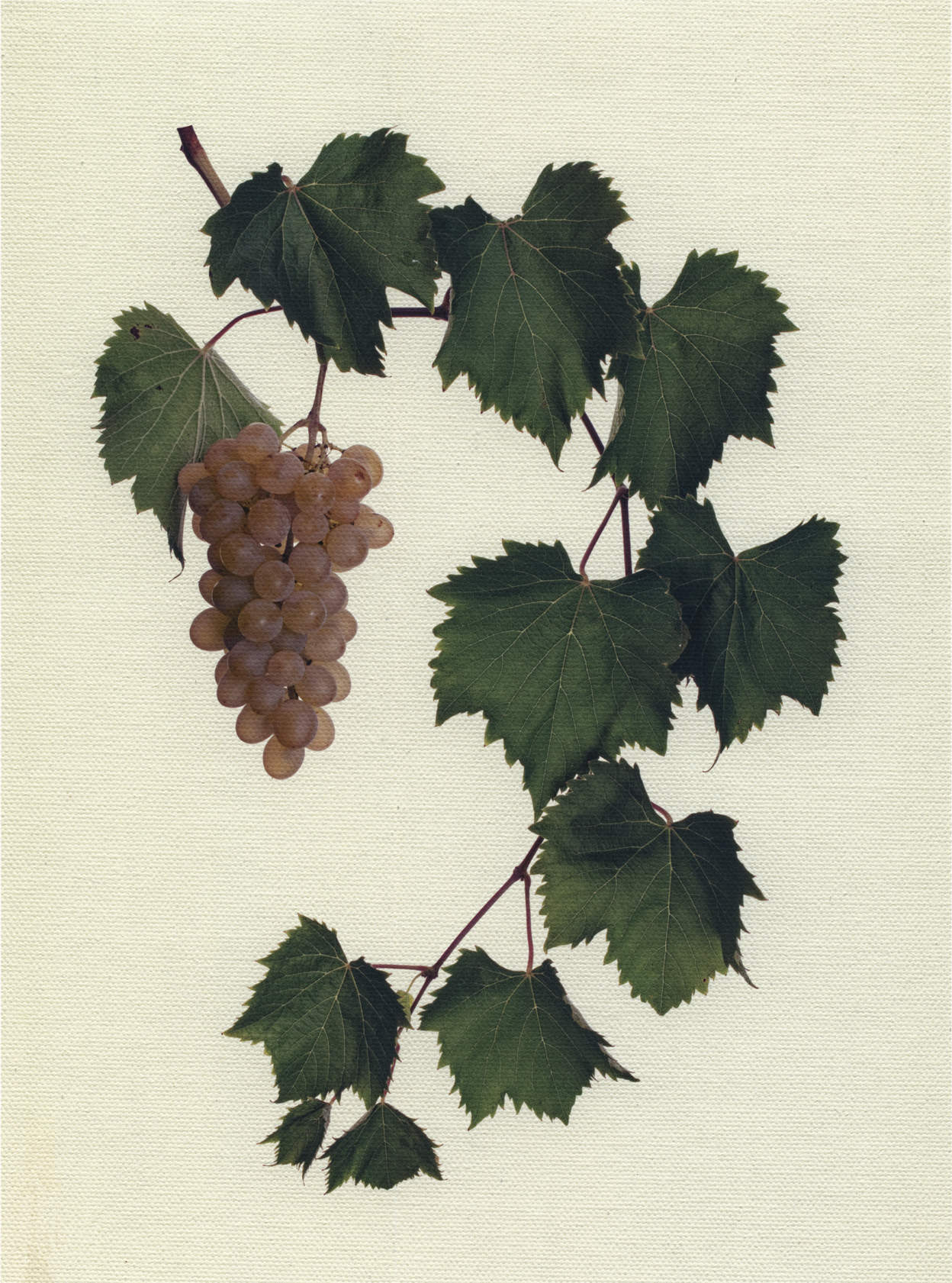 Canvas Botanical Studies 012