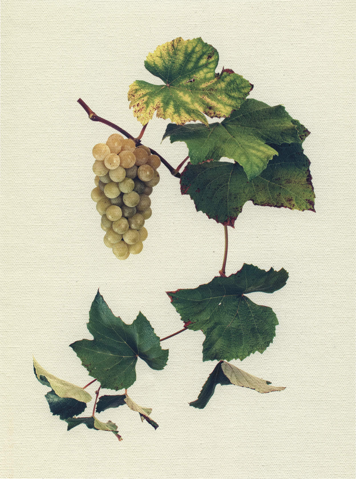 Canvas Botanical Studies 013