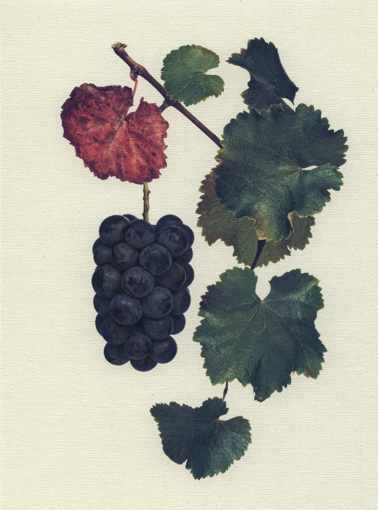 Canvas Botanical Studies 014