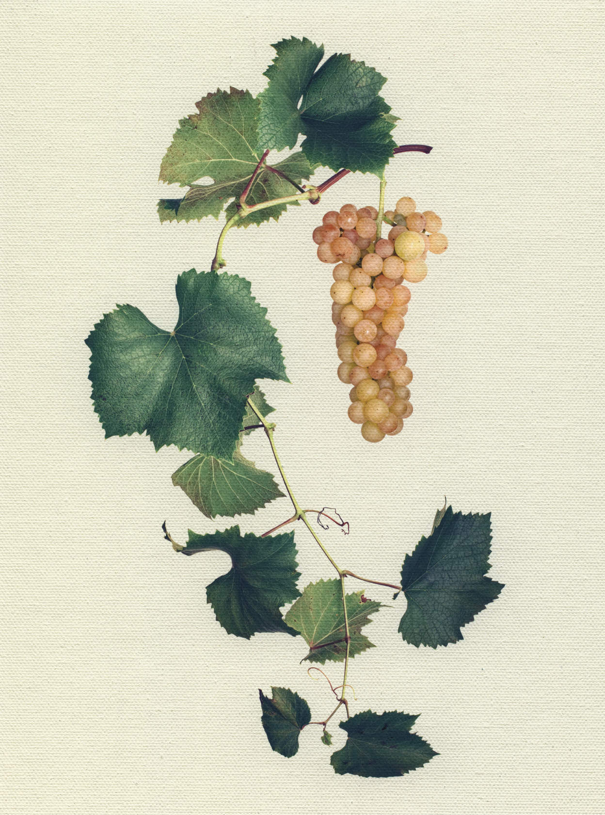 Canvas Botanical Studies 015