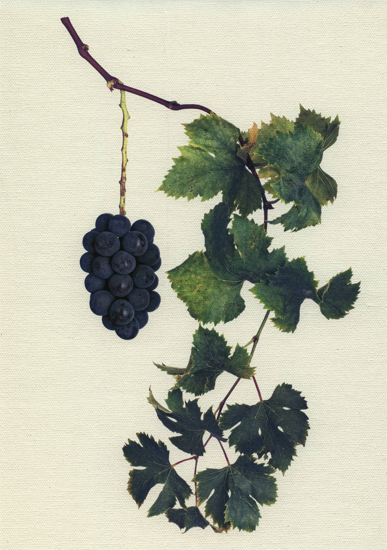 Canvas Botanical Studies 016