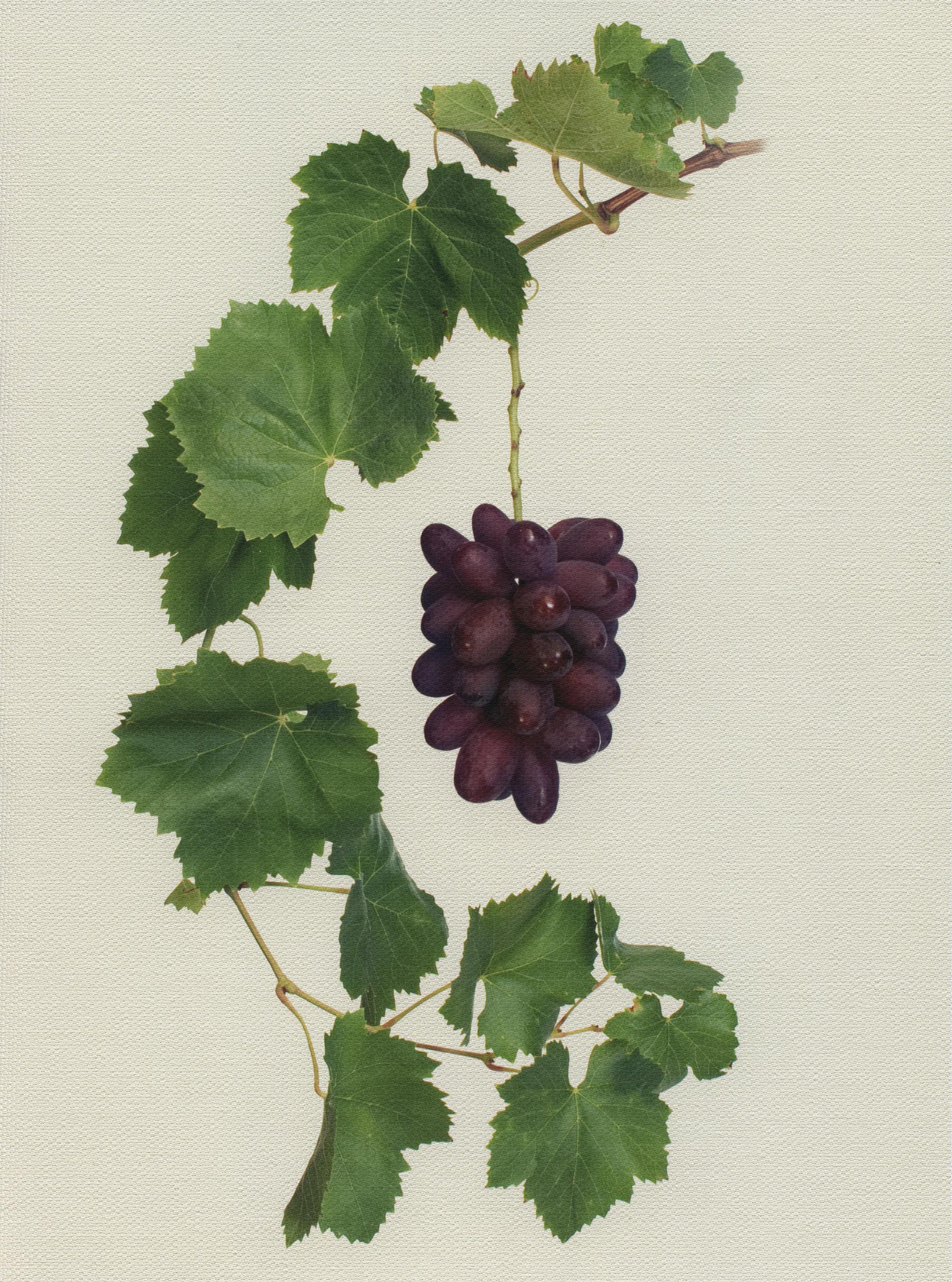 Canvas Botanical Studies 017