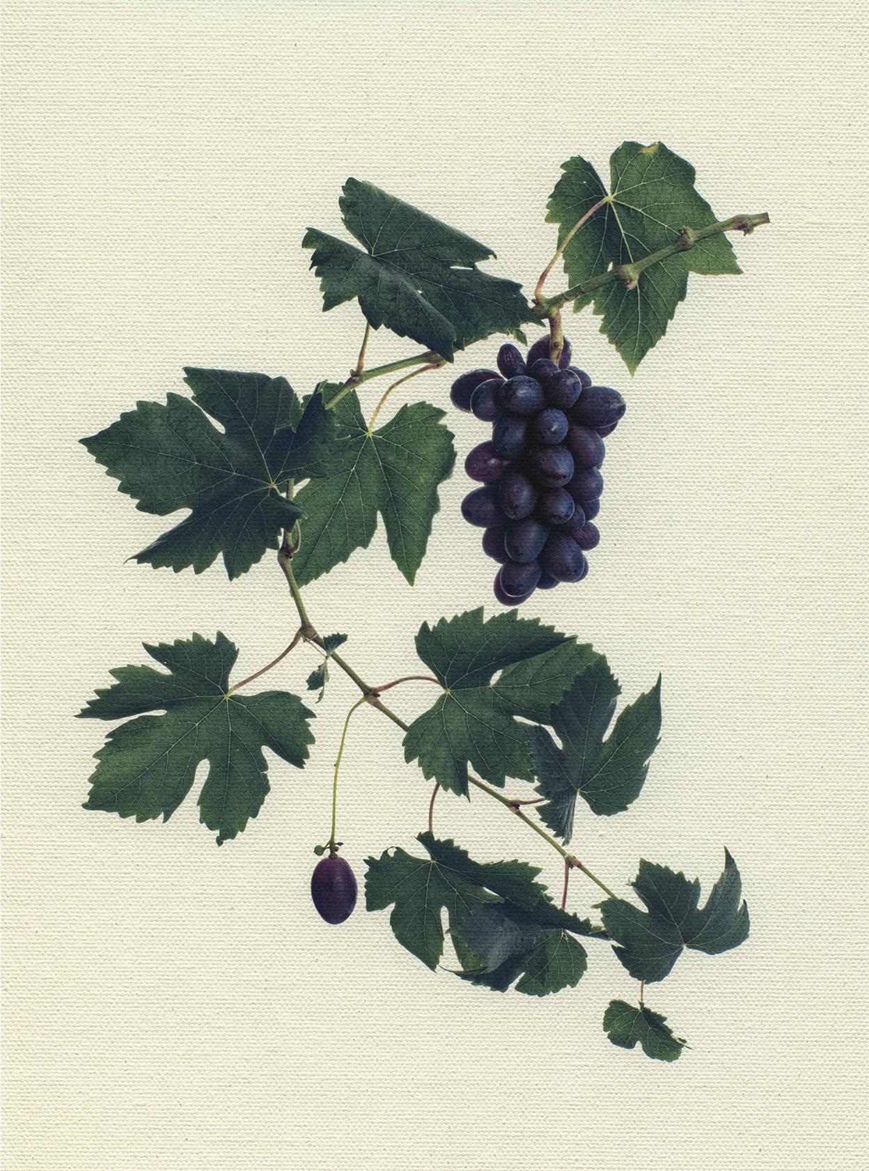 Canvas Botanical Studies 018