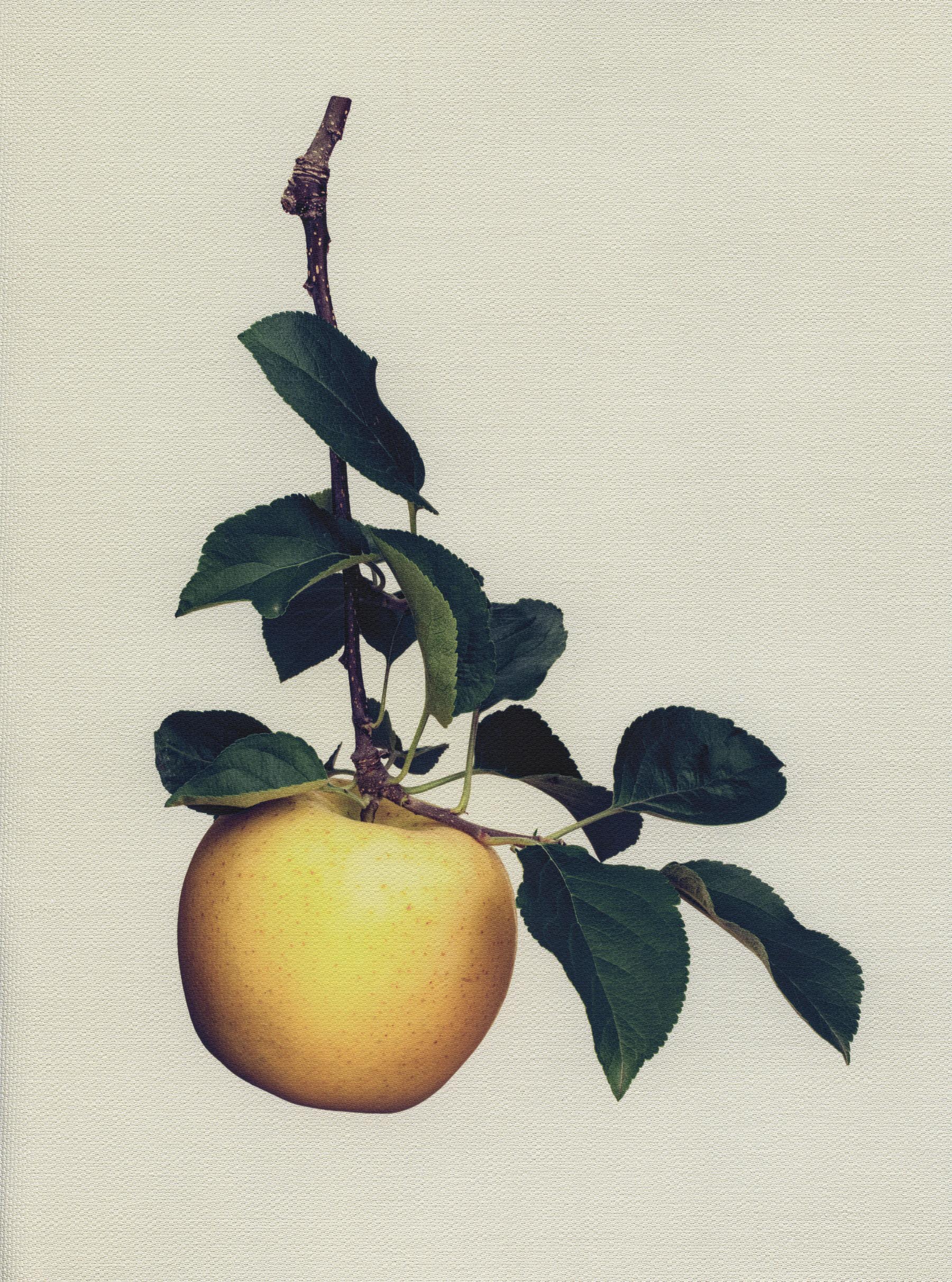 Canvas Botanical Studies 019