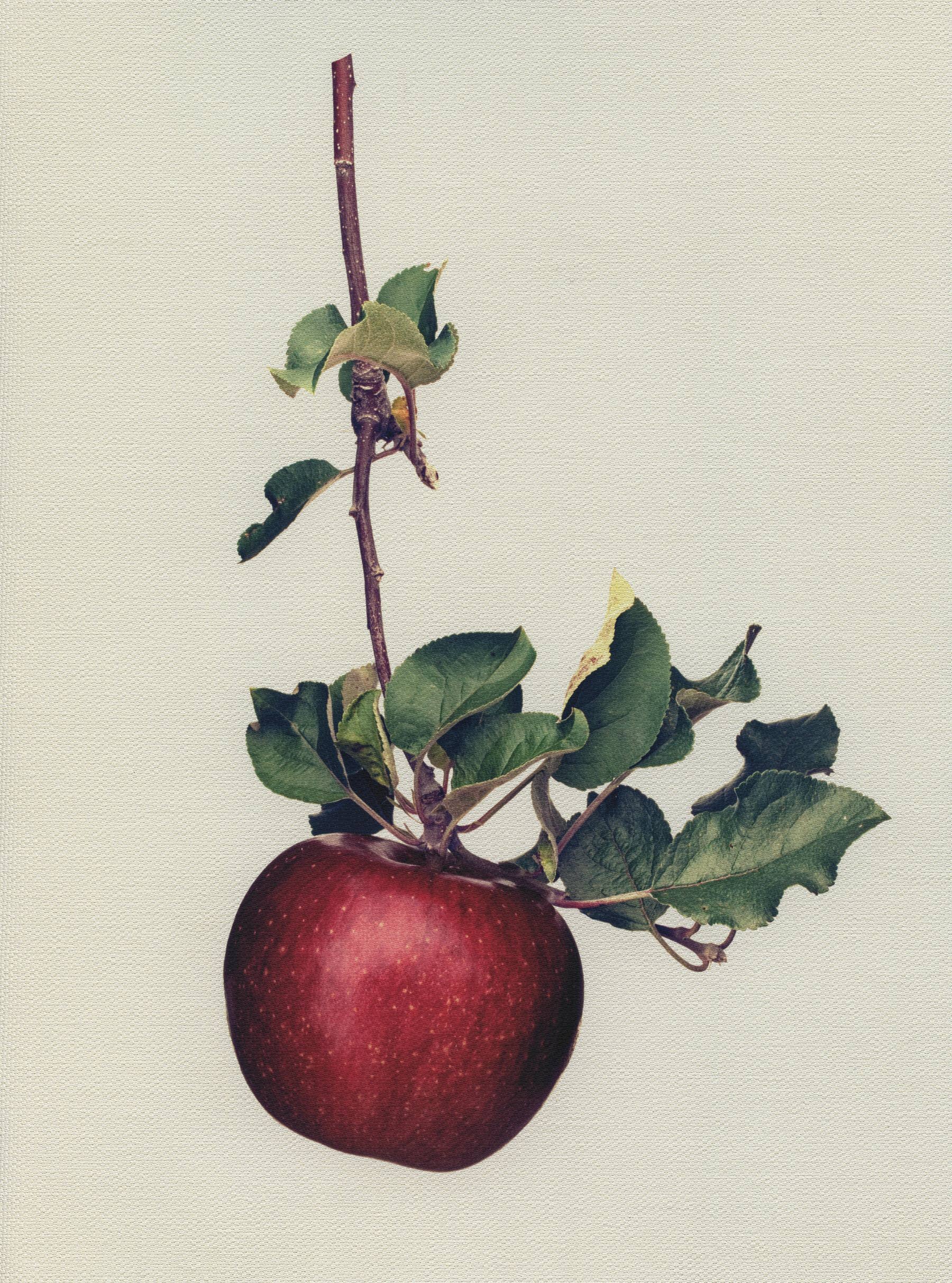 Canvas Botanical Studies 020