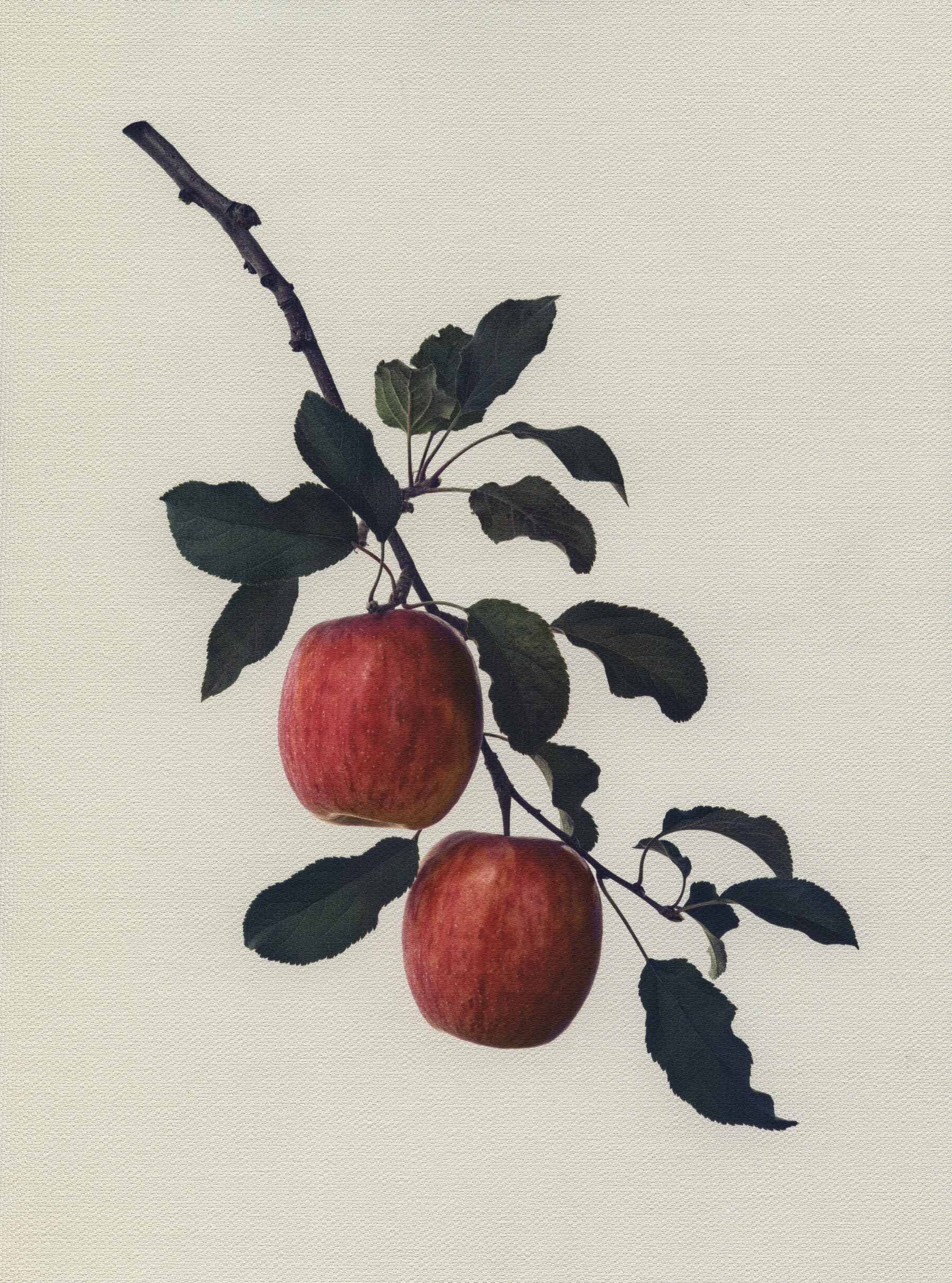 Canvas Botanical Studies 021