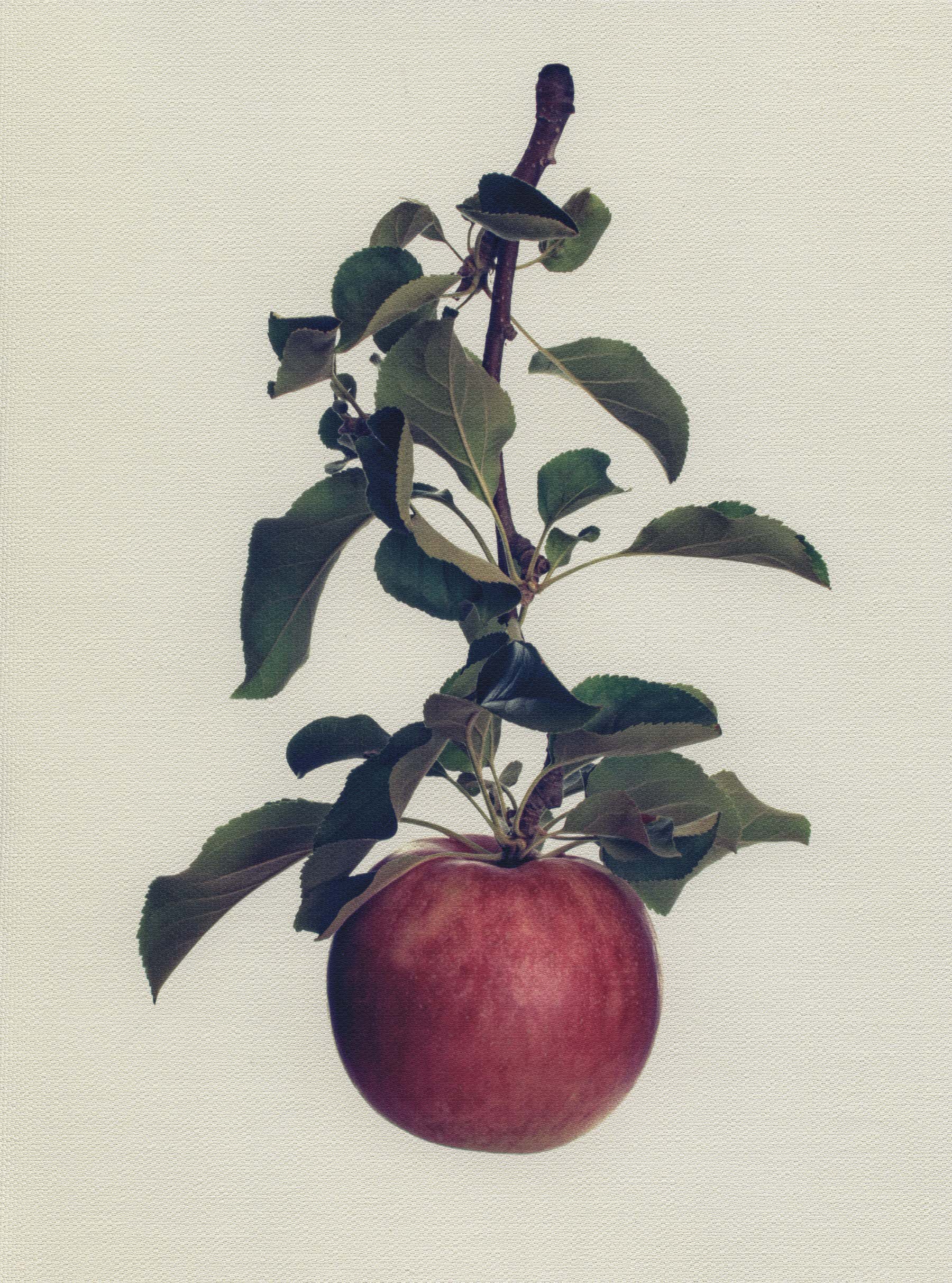 Canvas Botanical Studies 022