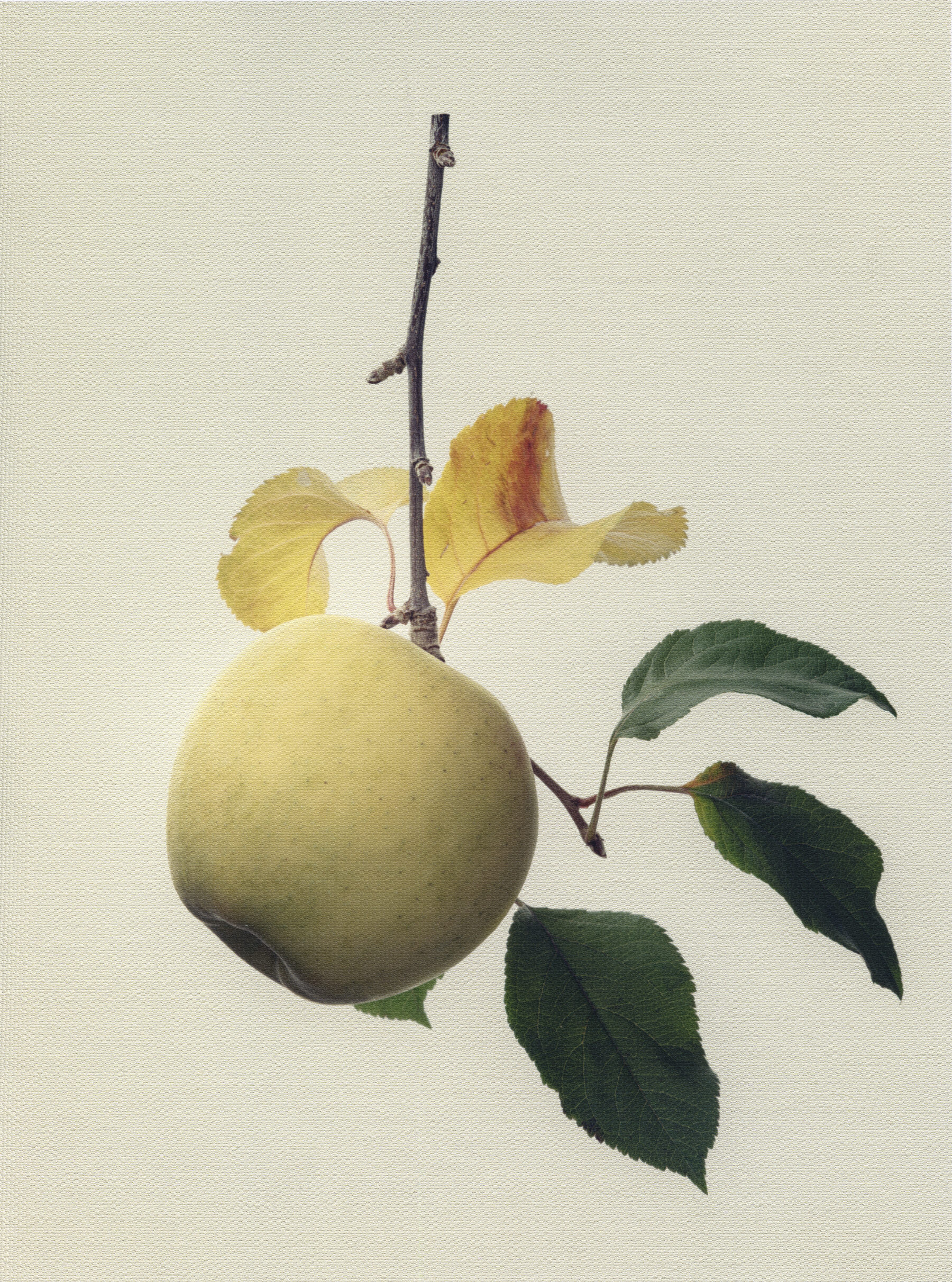 Canvas Botanical Studies 023