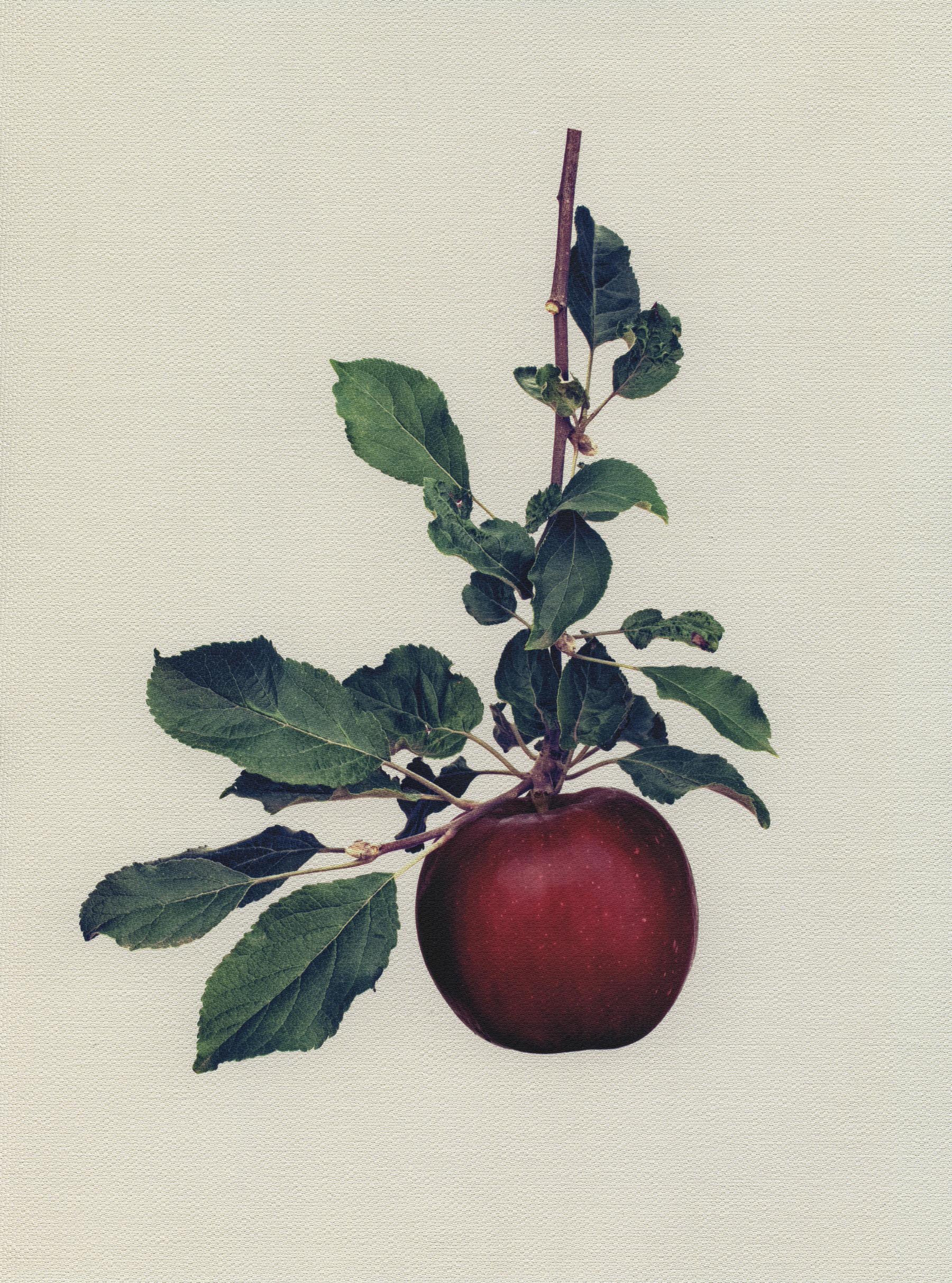 Canvas Botanical Studies 024