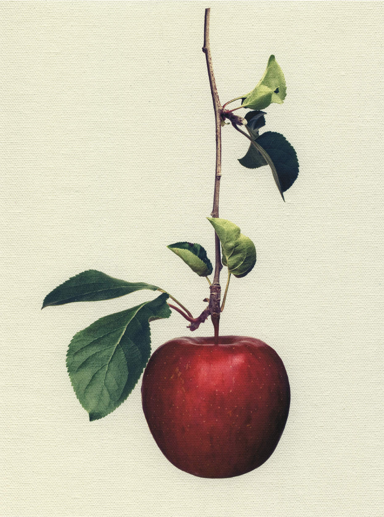 Canvas Botanical Studies 025